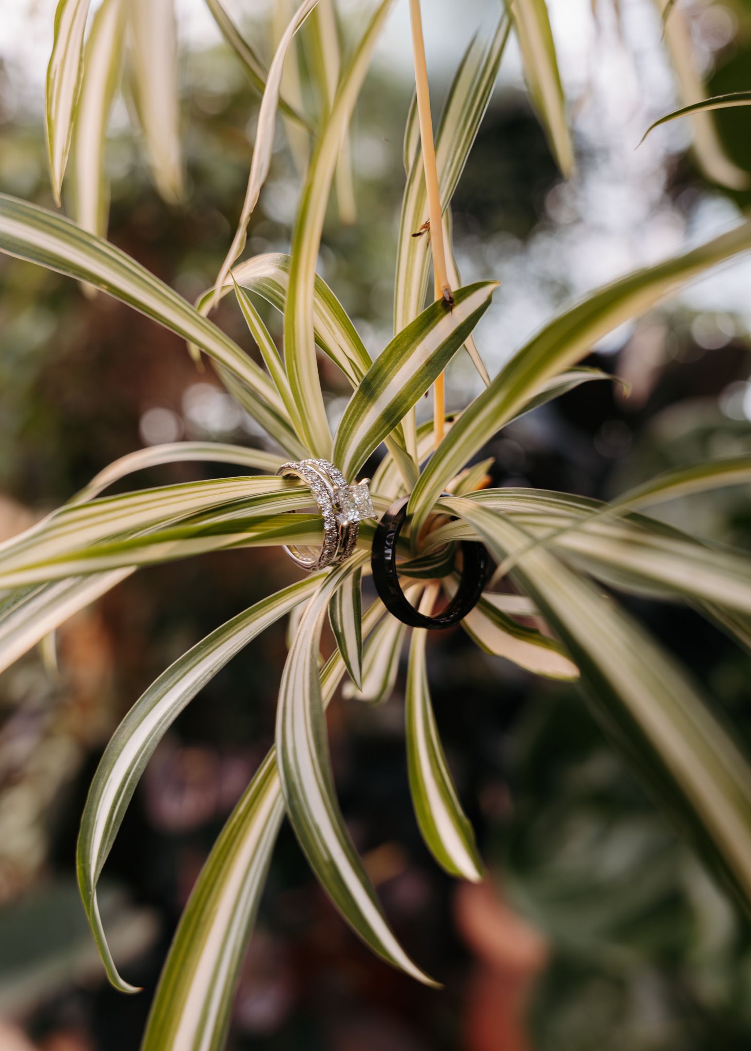 Wedding rings resting on variegated spider plant leaves with bokeh garden background.