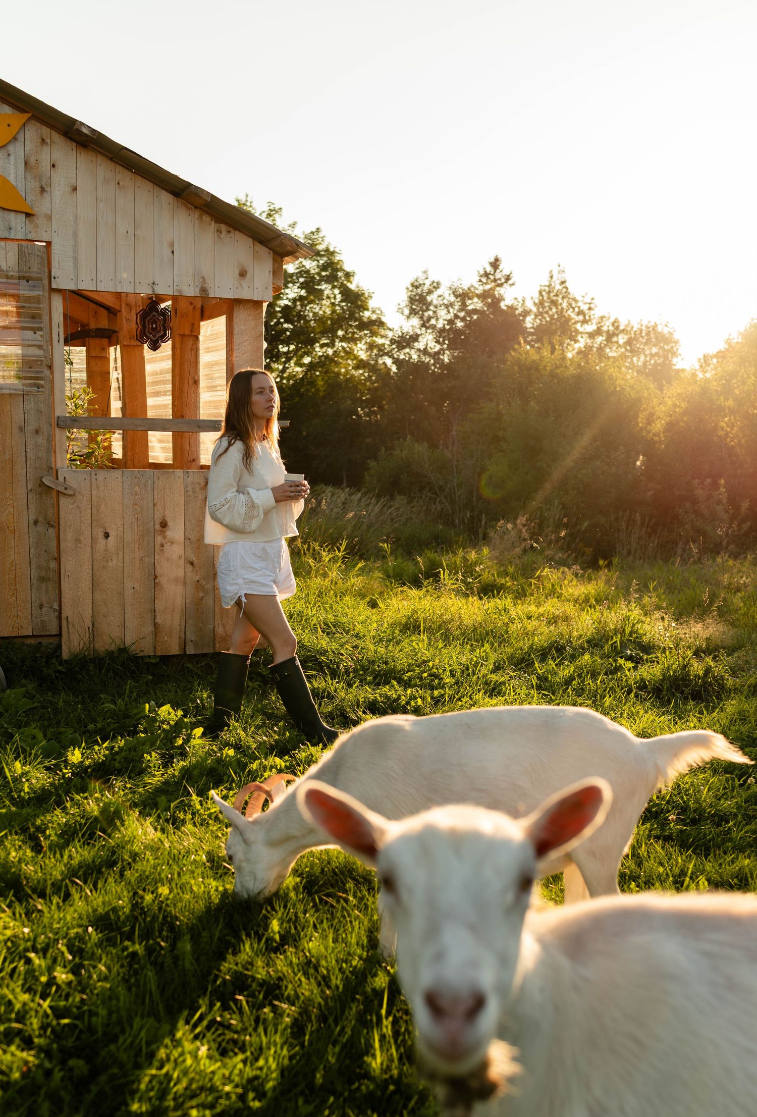 Woman in white outfit standing near wooden shed with white goats grazing at sunset.