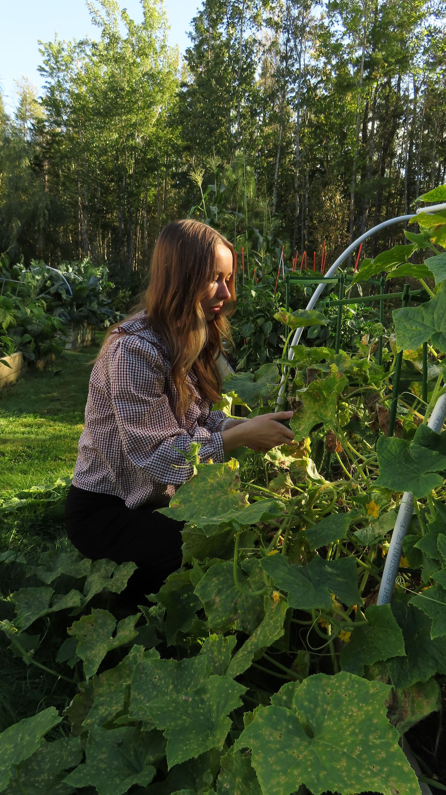 Young woman in checkered blouse kneeling while tending to cucumber plants in a garden.