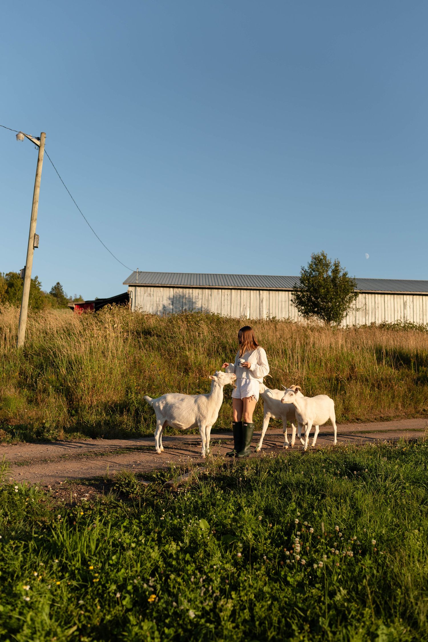 Woman in white dress with black boots feeding white goats on rural farm.