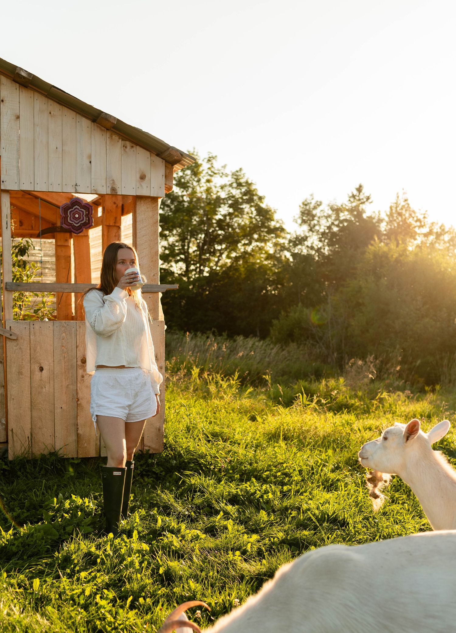 Young woman holding a cup standing by a rustic wooden shed with a white goat at sunset.