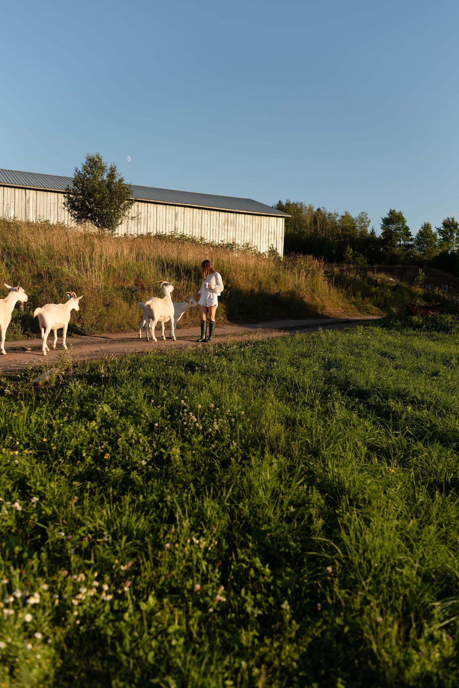 Woman in white dress walking along a rural path with three white goats near a barn.