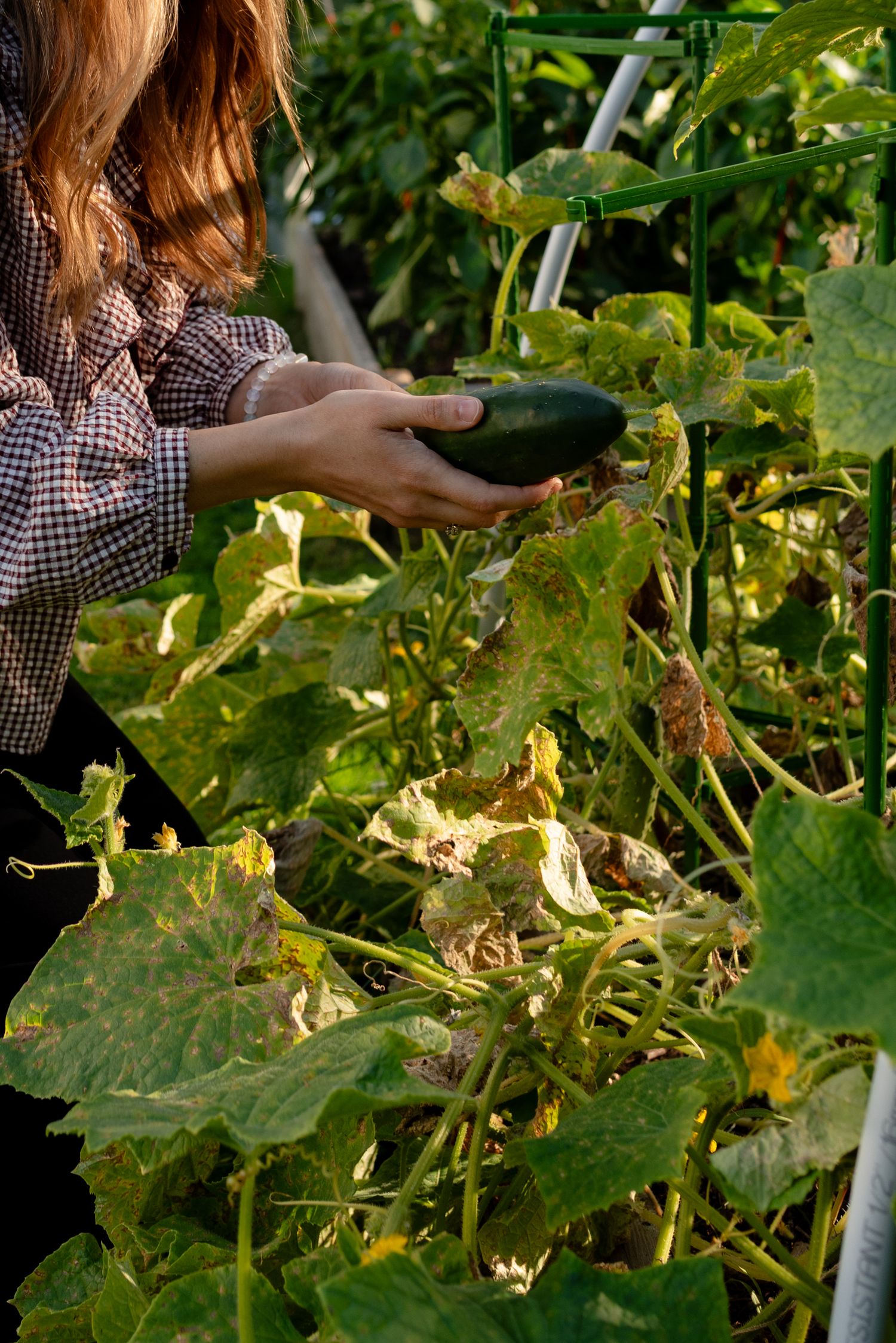 Woman in plaid shirt harvesting dark green cucumber from vegetable garden in warm sunlight.
