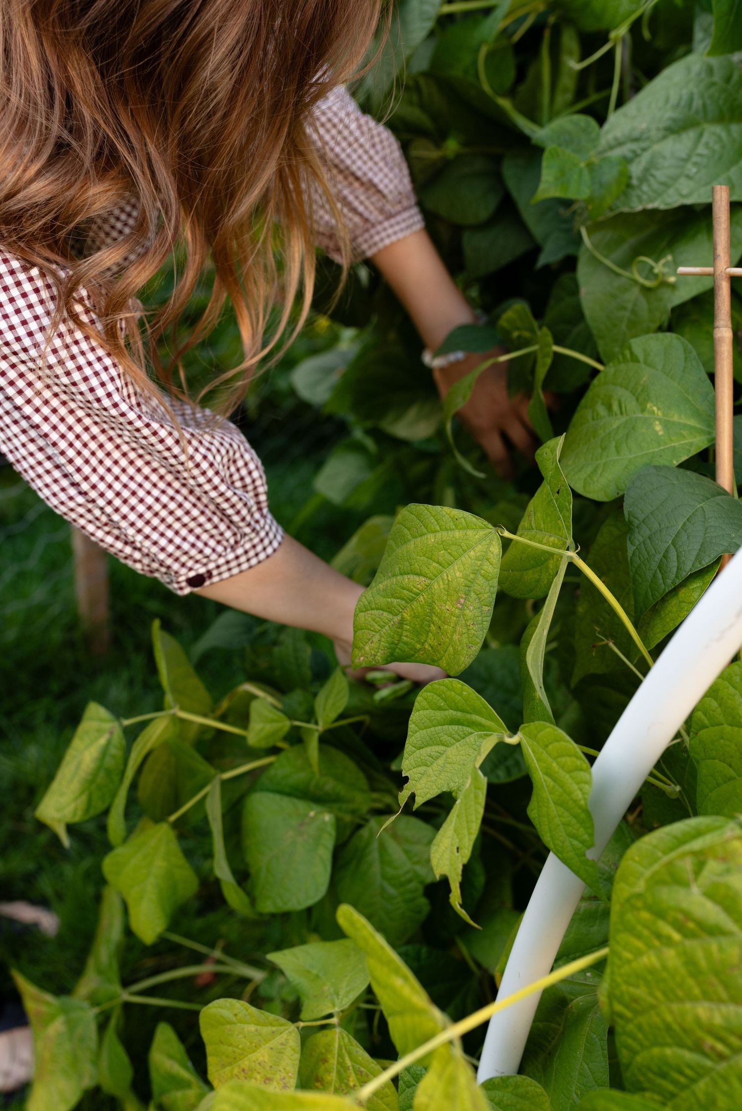 Close-up of woman in gingham shirt tending to green bean plants on white garden trellis.