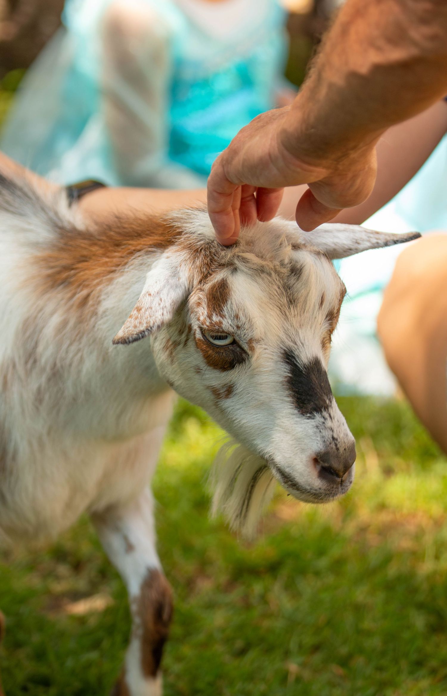 A white and brown goat being pet by a human's hand while being hit with a bright, warm ray of sunshine.