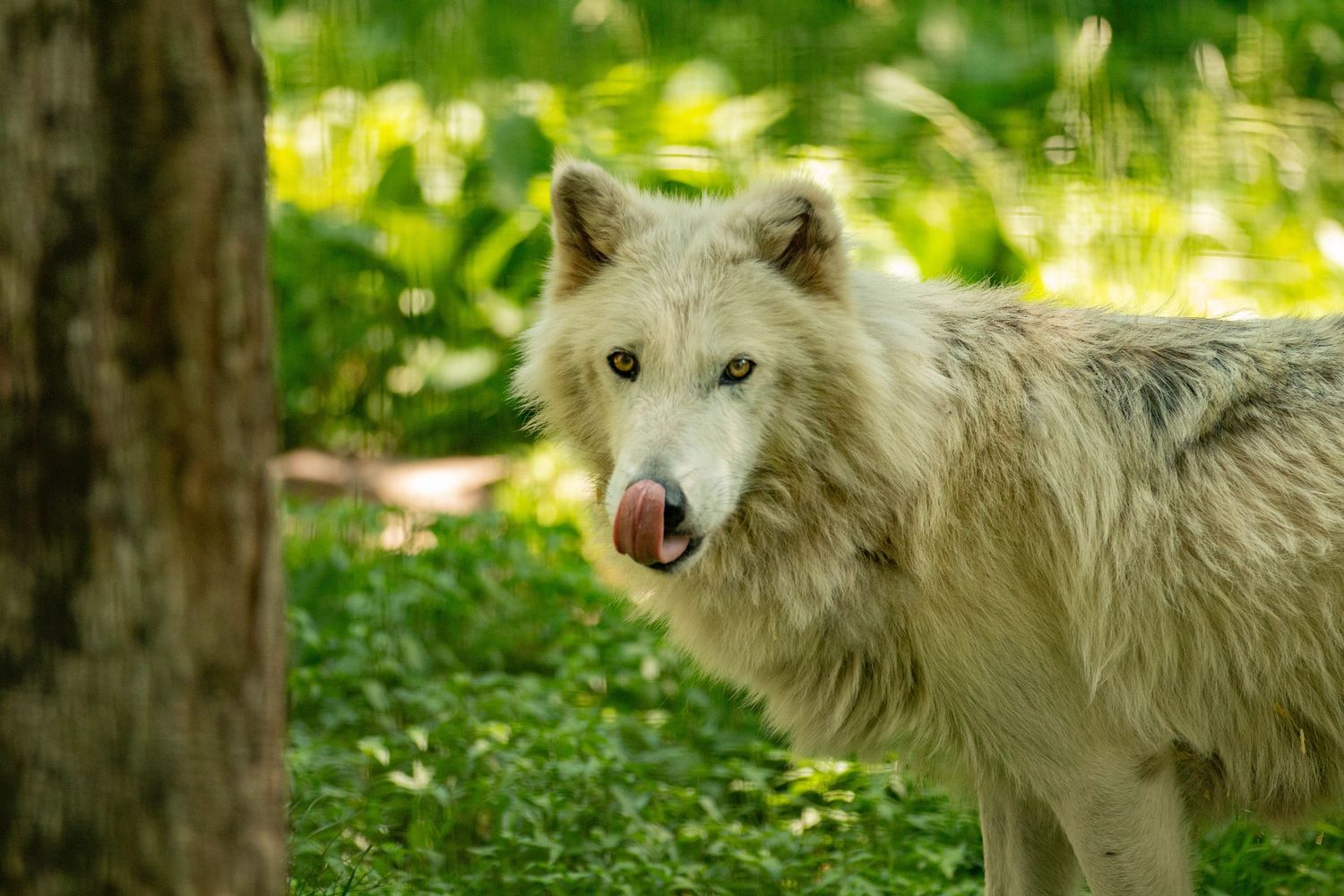 A beautiful wolf looking into the camera in a grassy field surrounded by trees.
