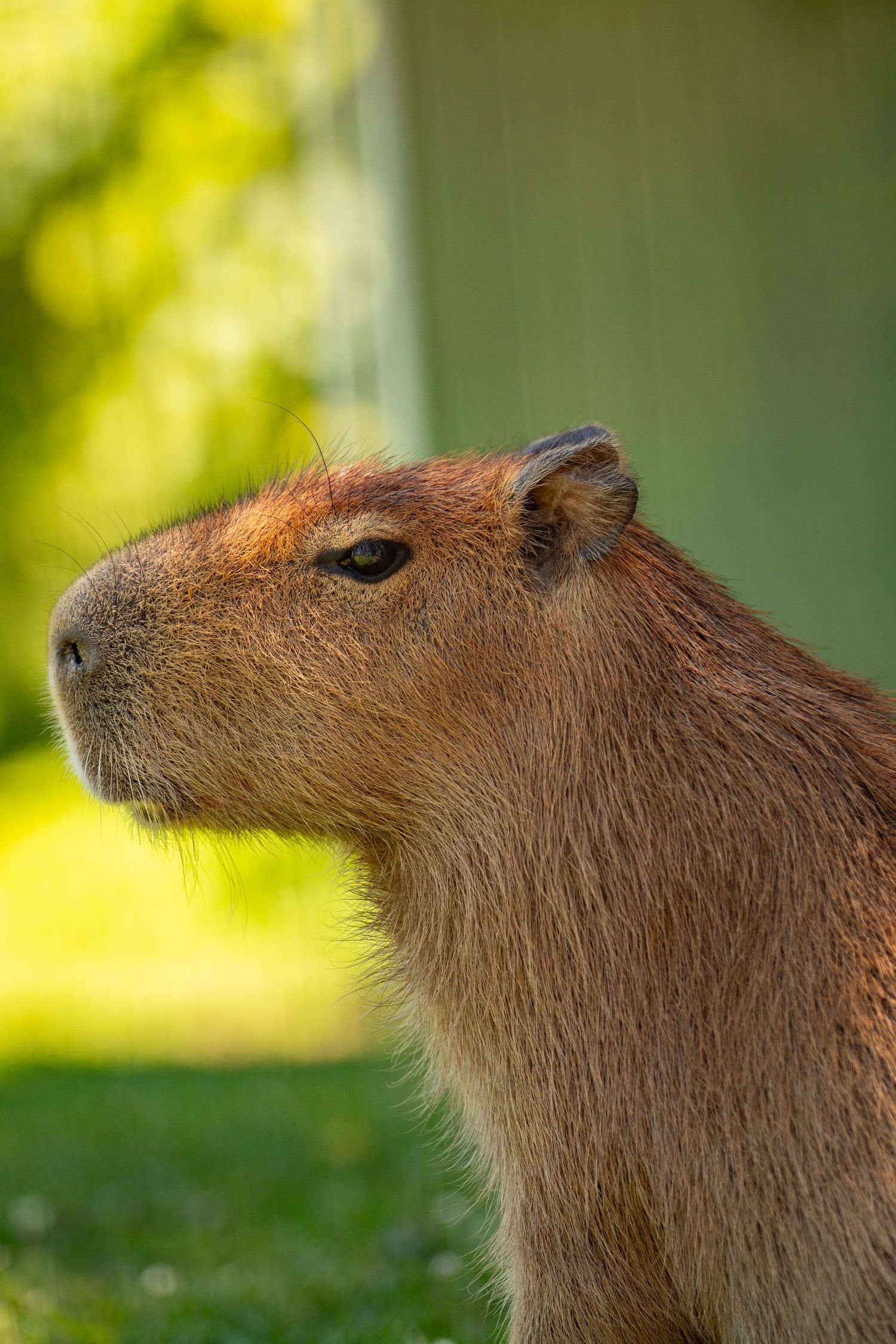 A detailed Capybara looking off into the distance with a blurred background.