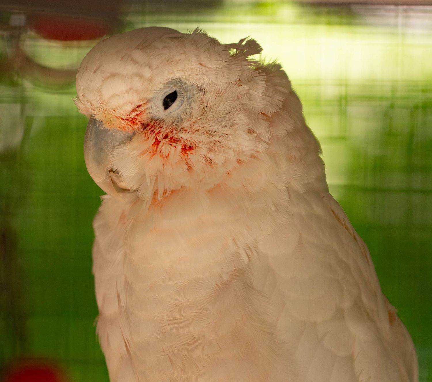 A fluffy bird looking happy and content into a camera.