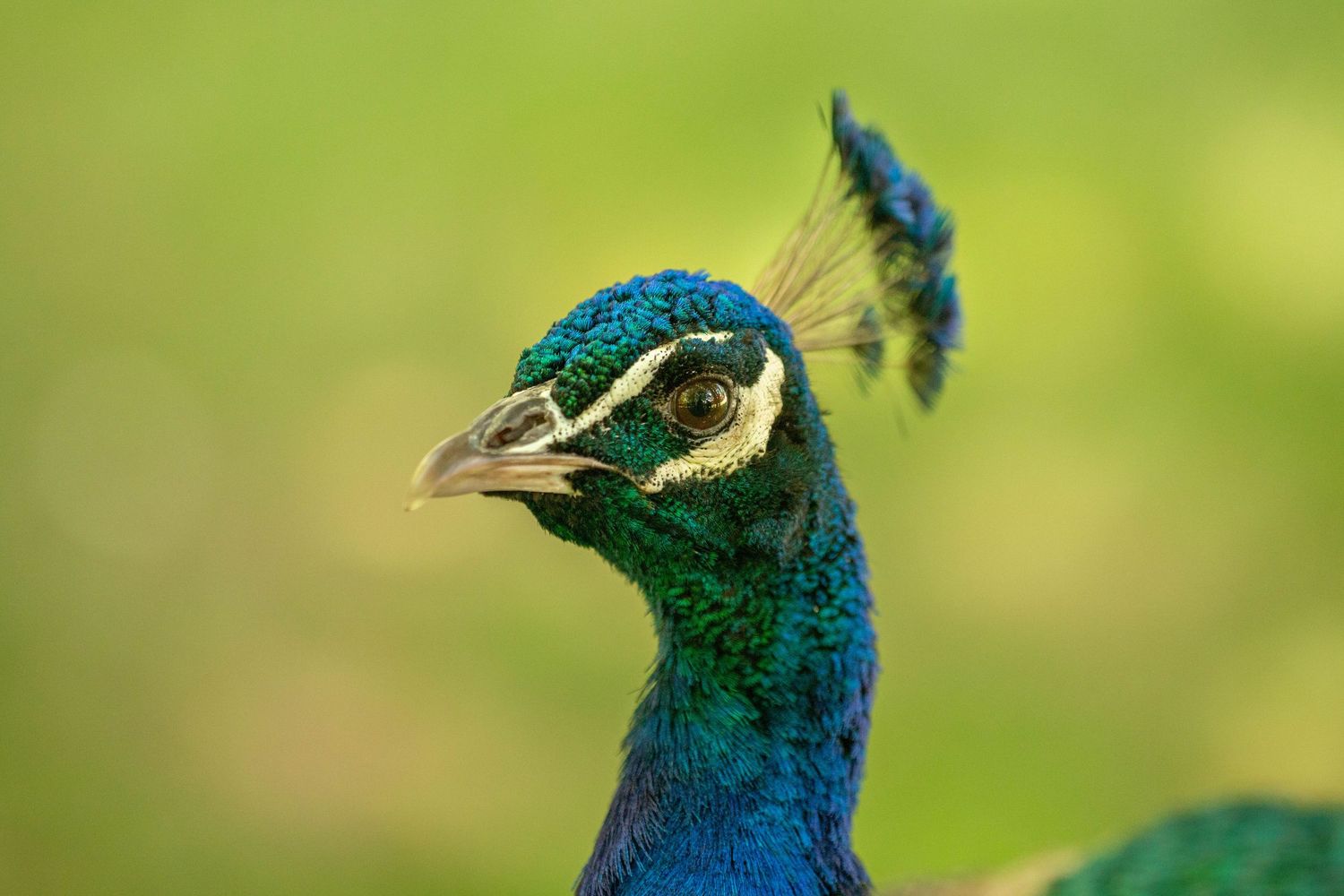 A detailed peacock looking into the camera curiously.