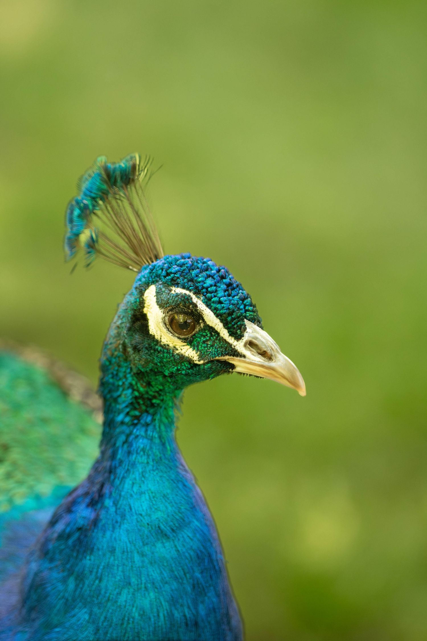 A detailed peacock looking into the camera curiously.