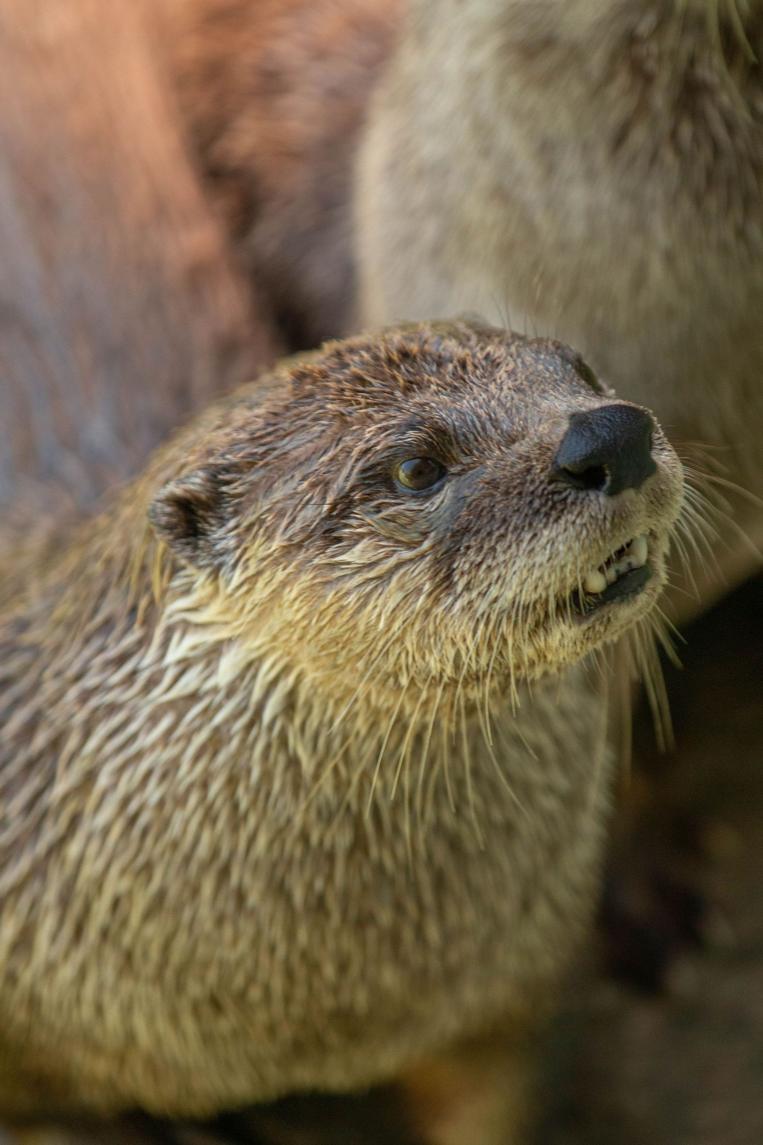 A sea otter looking off into the distance.