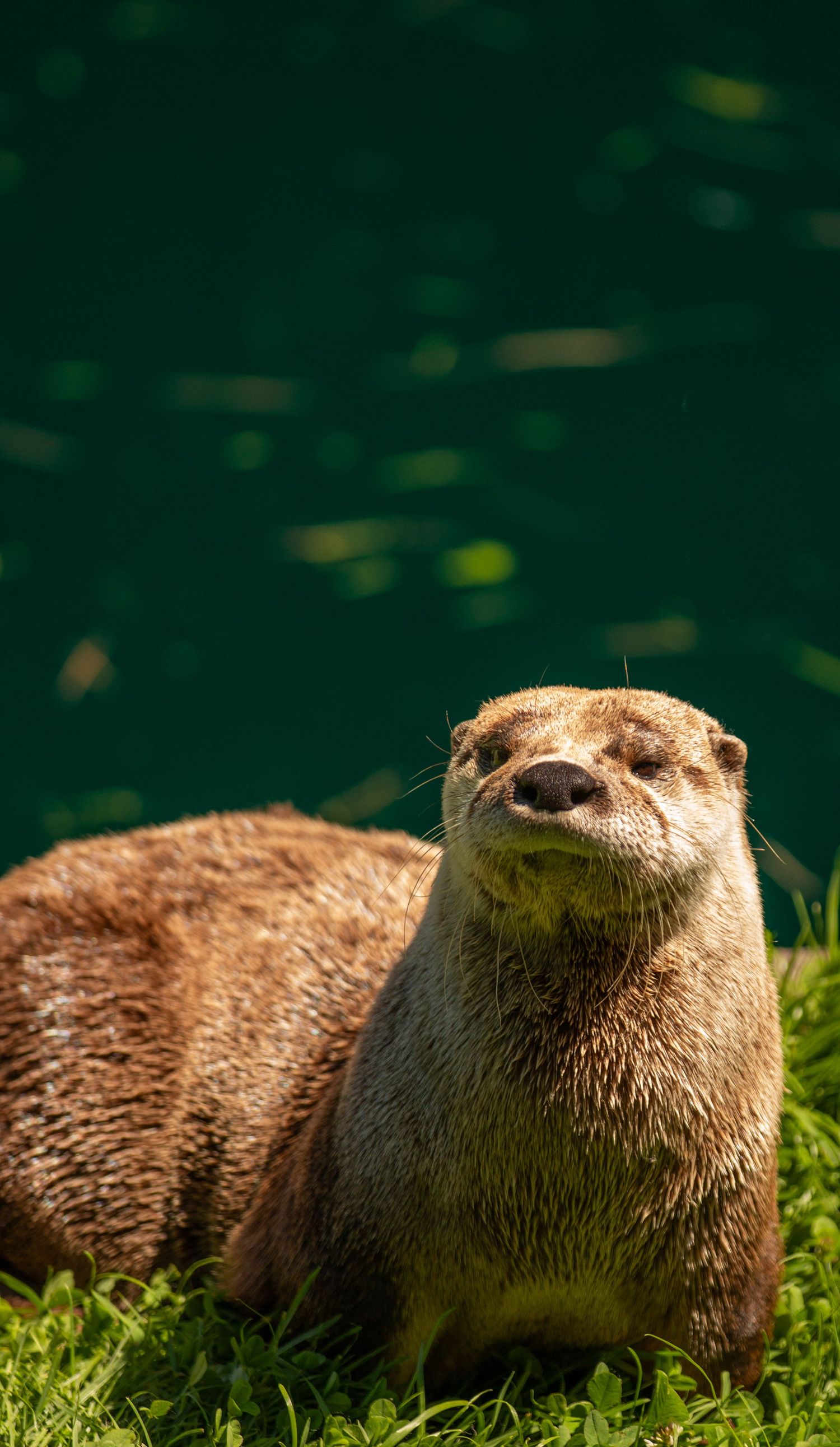 A small sea otter looking happy into a camera, being shone on by sunlight in the water.