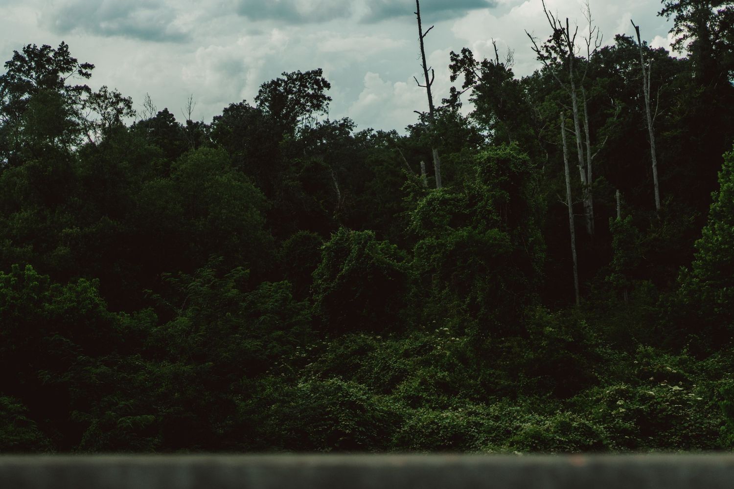 Dense tropical rainforest with lush green trees and foliage under an overcast sky.