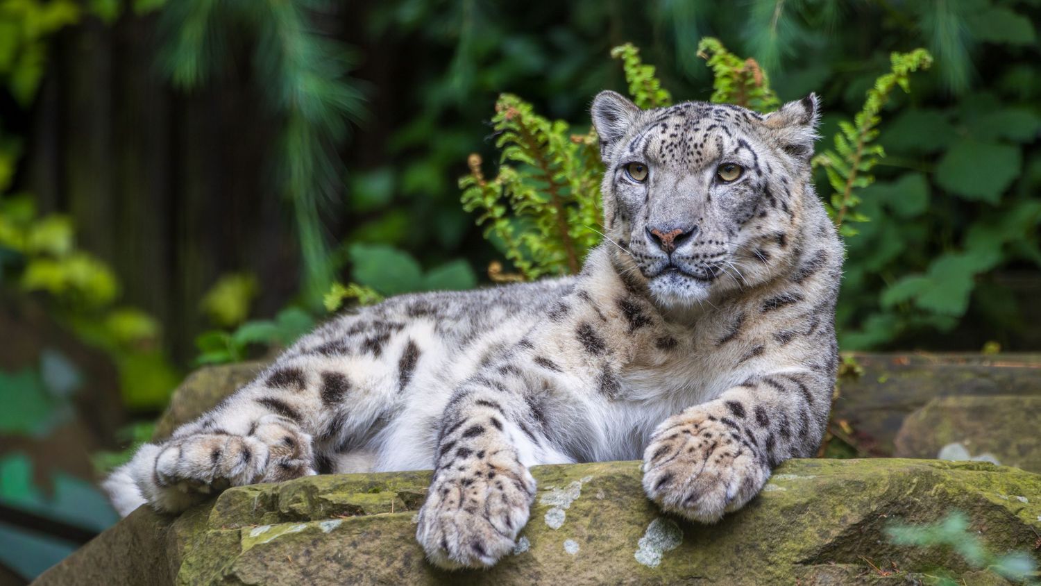Majestic snow leopard with spotted white fur resting on mossy rock surrounded by lush green ferns. Taken by AJCoatesPhotography