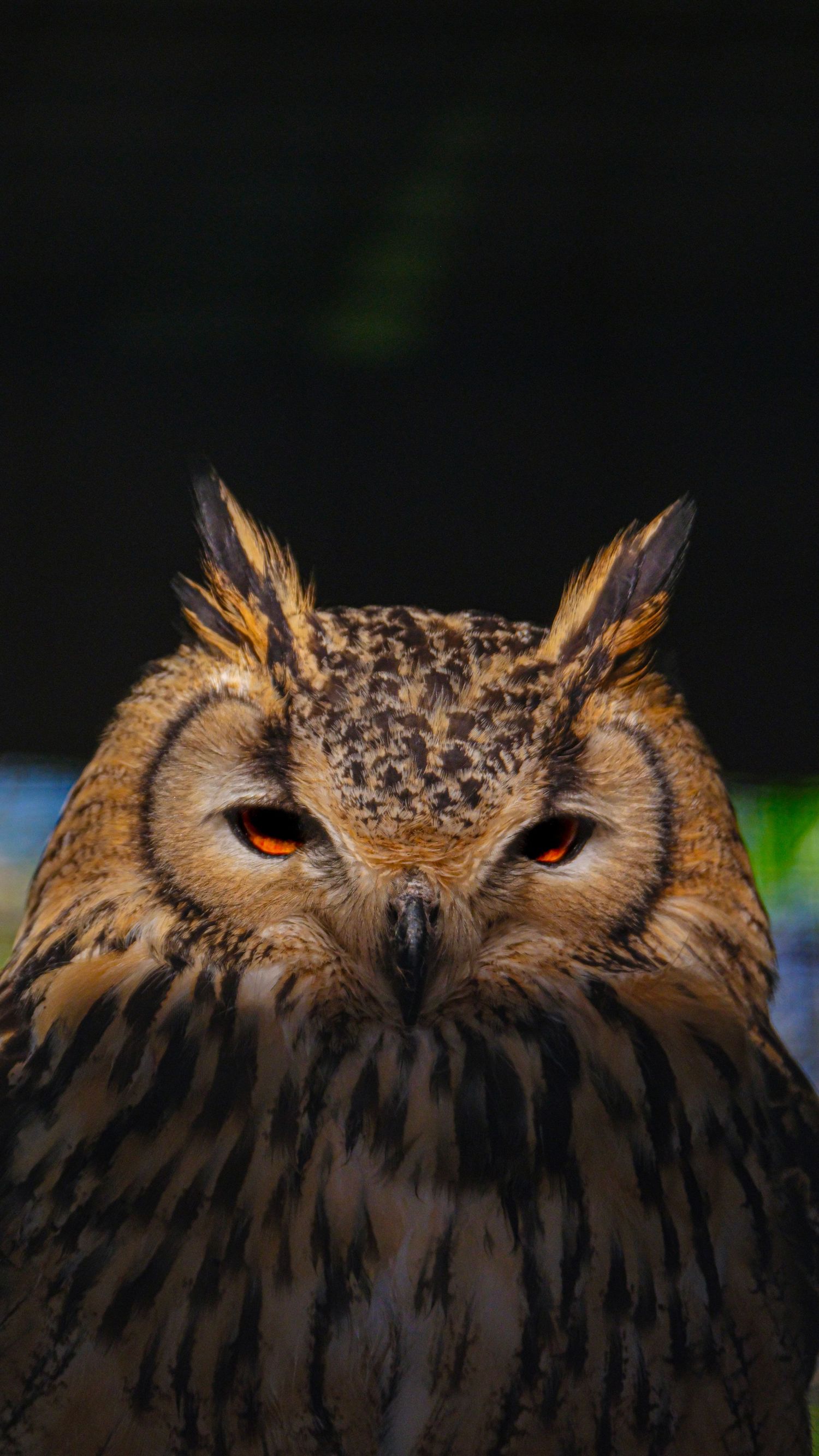 Close-up portrait of eagle owl with striking orange eyes against dark background. Photo Taken by AJCoatesPhotography