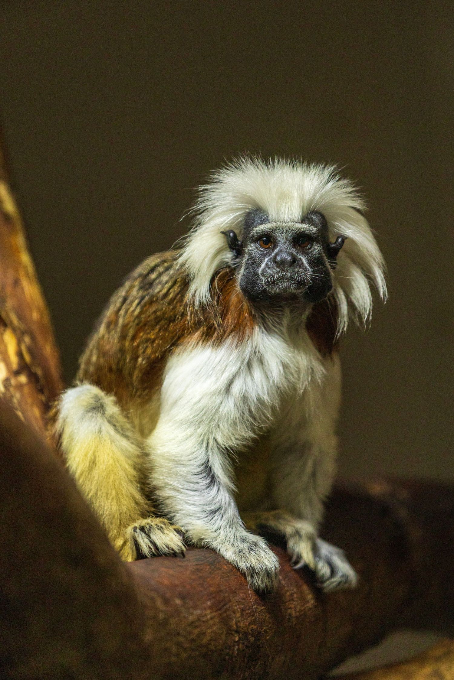 Cotton-top tamarin monkey with distinctive white crest sits on a branch in natural habitat. Photo Taken by AJCoatesPhotography