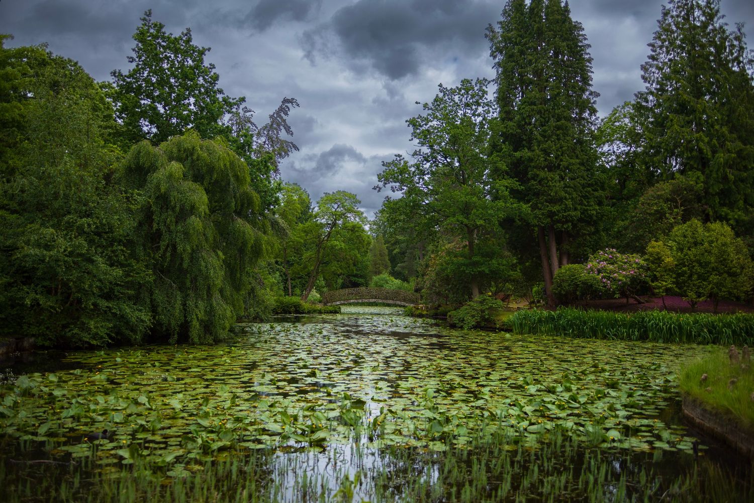 A serene garden pond covered with lily pads surrounded by lush trees under dramatic cloudy skies. Photo Taken by AJCoatesPhotography