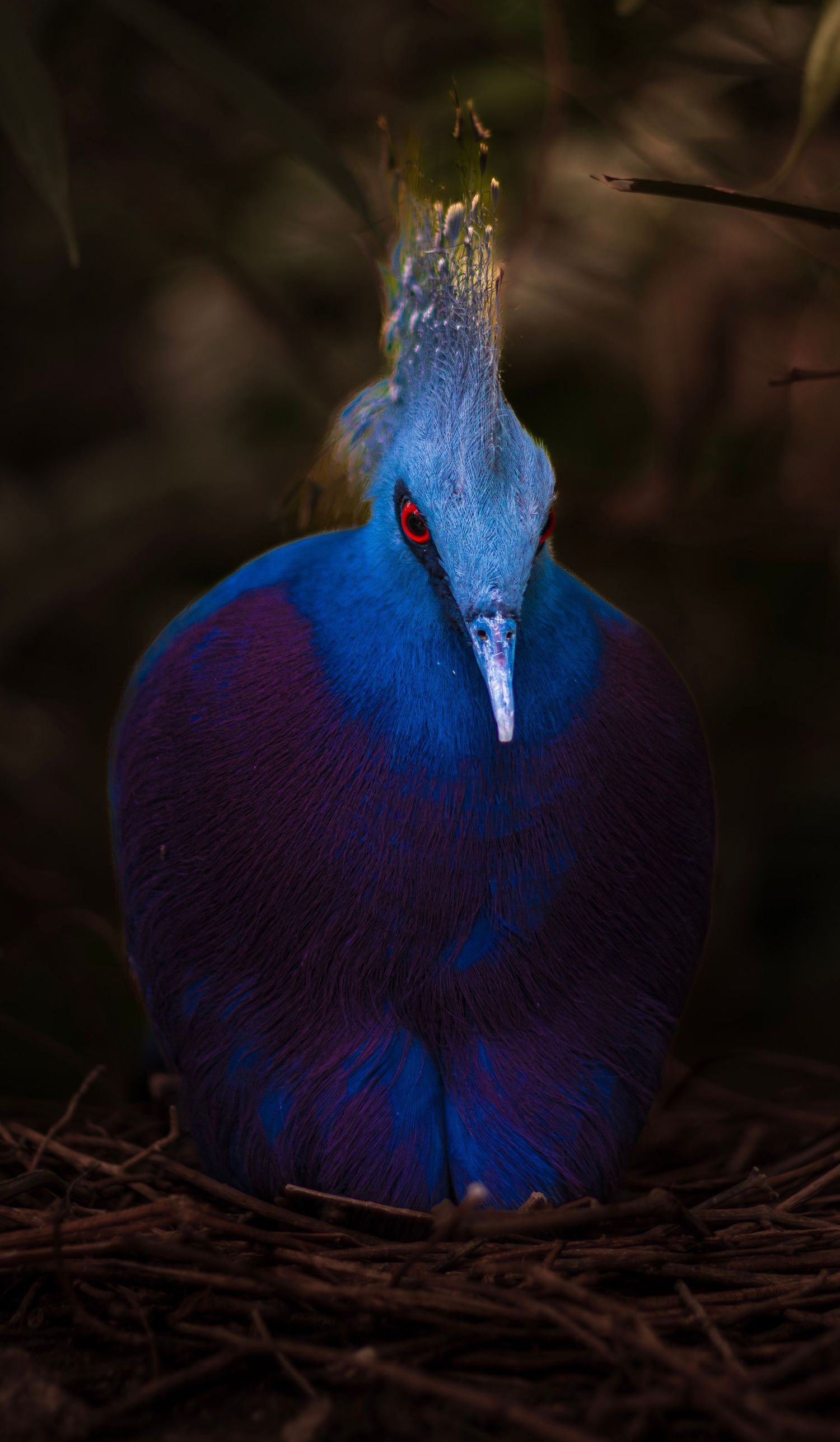 Stunning Victoria crowned pigeon with vivid blue plumage and red eye on nest. Photo Taken by AJCoatesPhotography
