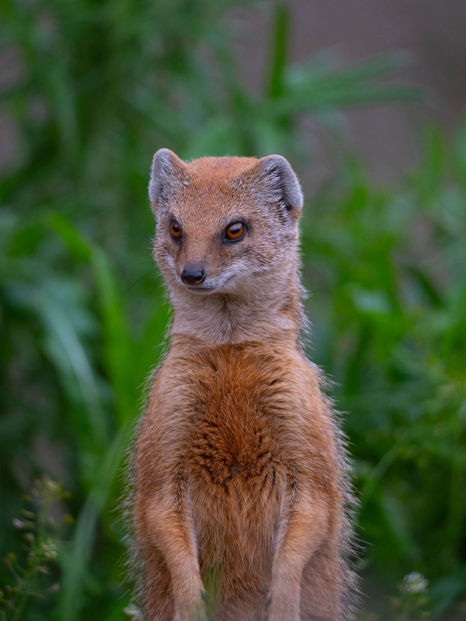 A golden yellow mongoose stands upright on its hind legs surrounded by lush green grass. Taken by AJCoatesPhotography