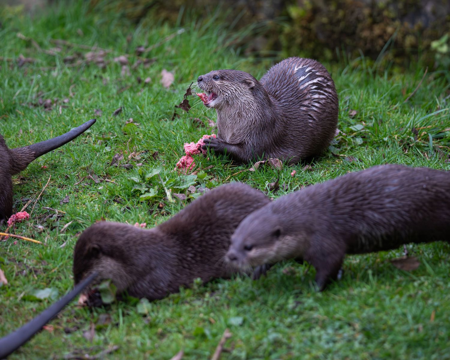 Three river otters on green grass, one eating a piece of fish while the others forage nearby. Taken by AJCoatesPhotography