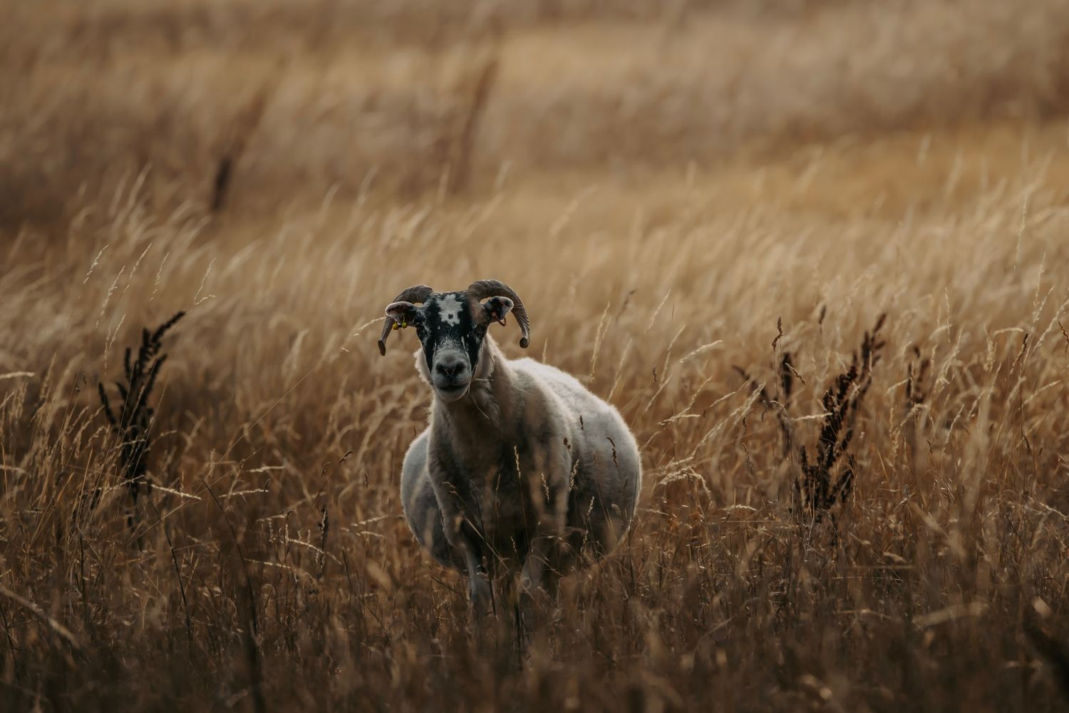 A horned sheep stands alert in a field of tall golden dry grass looking at the camera. Taken by AJCoatesPhotography