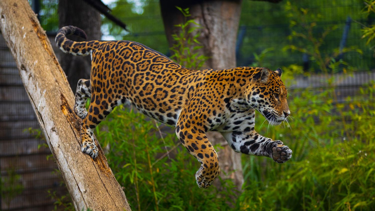 A spotted jaguar leaps gracefully from a tree trunk in a lush green zoo enclosure. Taken by AJCoatesPhotography