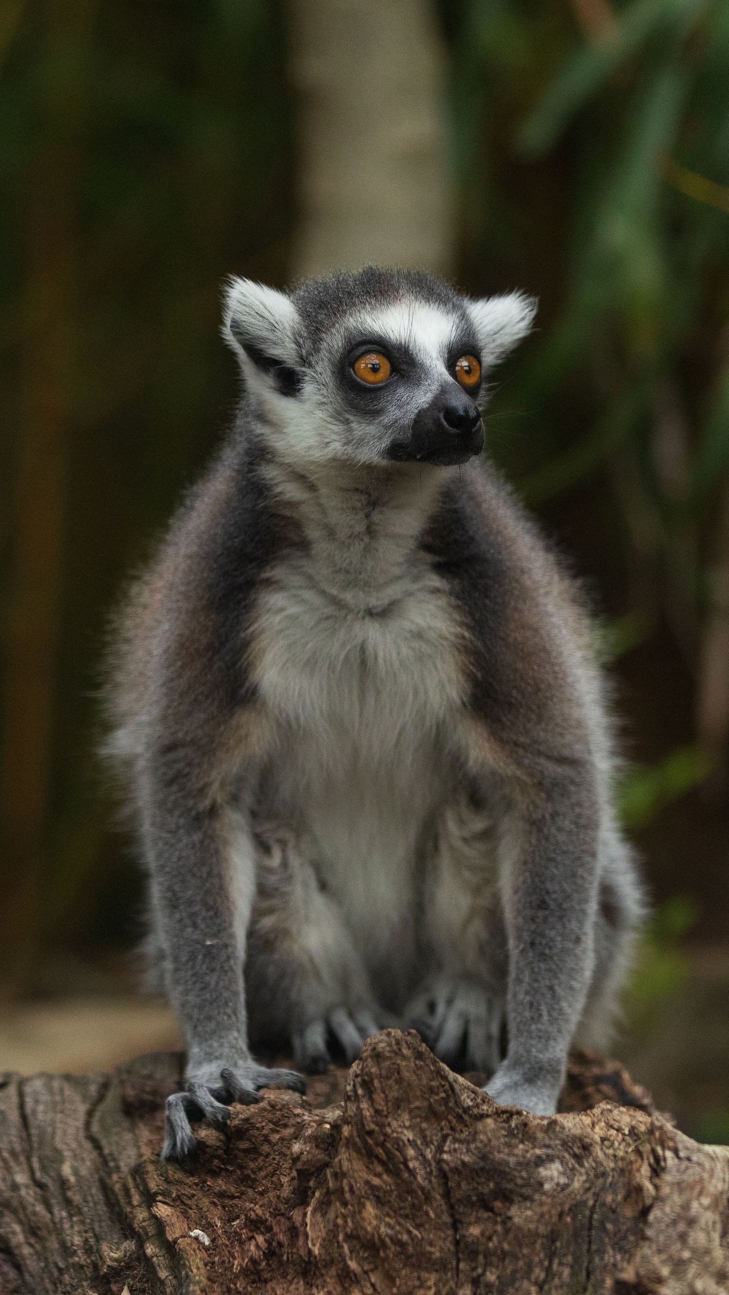 Ring-tailed lemur with bright orange eyes sitting upright on weathered tree stump in natural habitat. Taken by AJCoatesPhotography