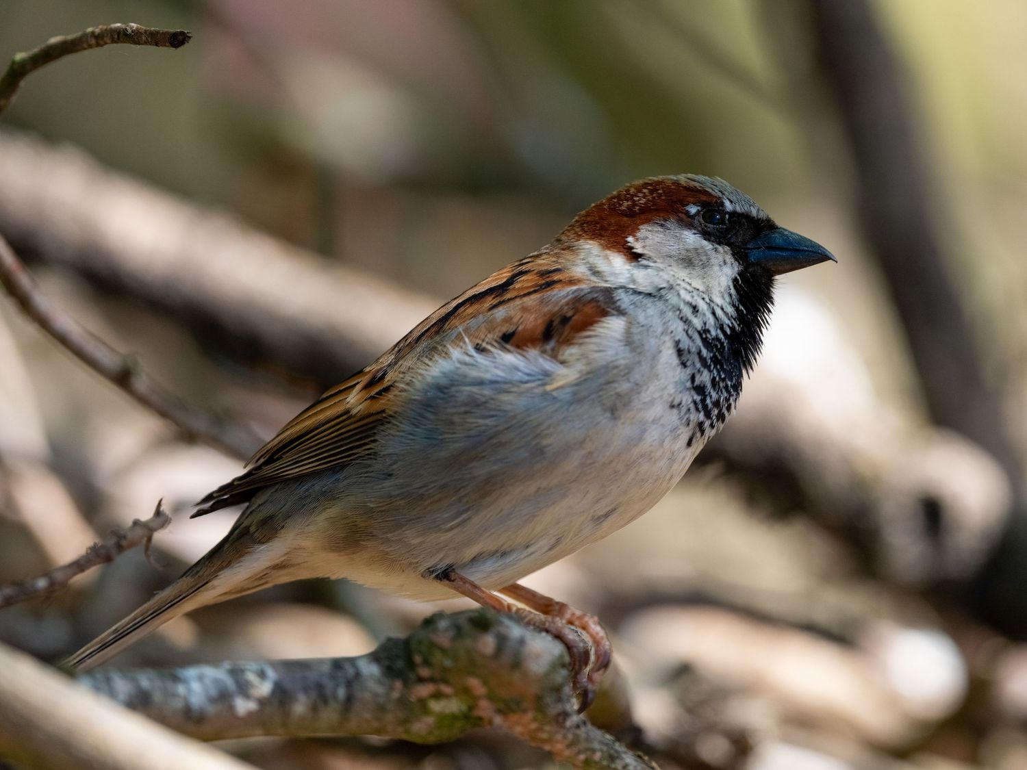 Male house sparrow with chestnut crown and black bib perched on thin branch in woodland. Taken by AJCoatesPhotography