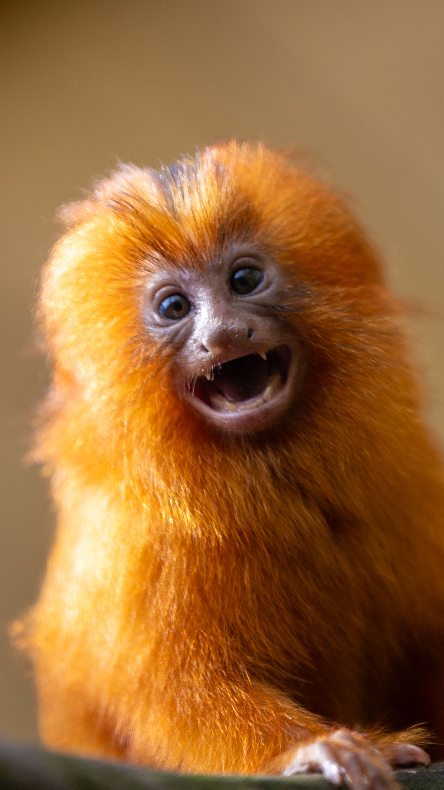 A bright orange golden lion tamarin baby with wide blue eyes and an open mouth expression. Taken by AJCoatesPhotography