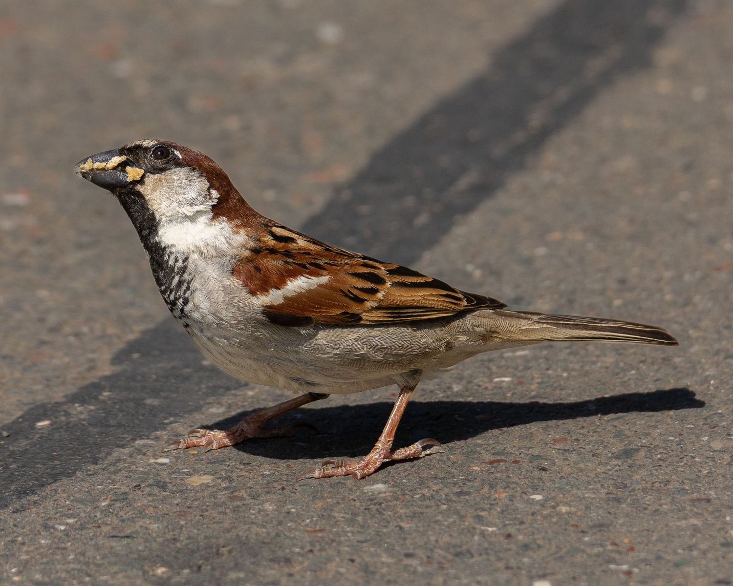 House sparrow with brown and white plumage standing on gray pavement with seed in beak. Taken by AJCoatesPhotography