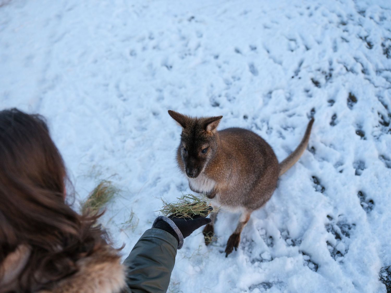 A person hand-feeds a small wallaby standing in a snowy outdoor landscape during winter. Taken by AJCoatesPhotography