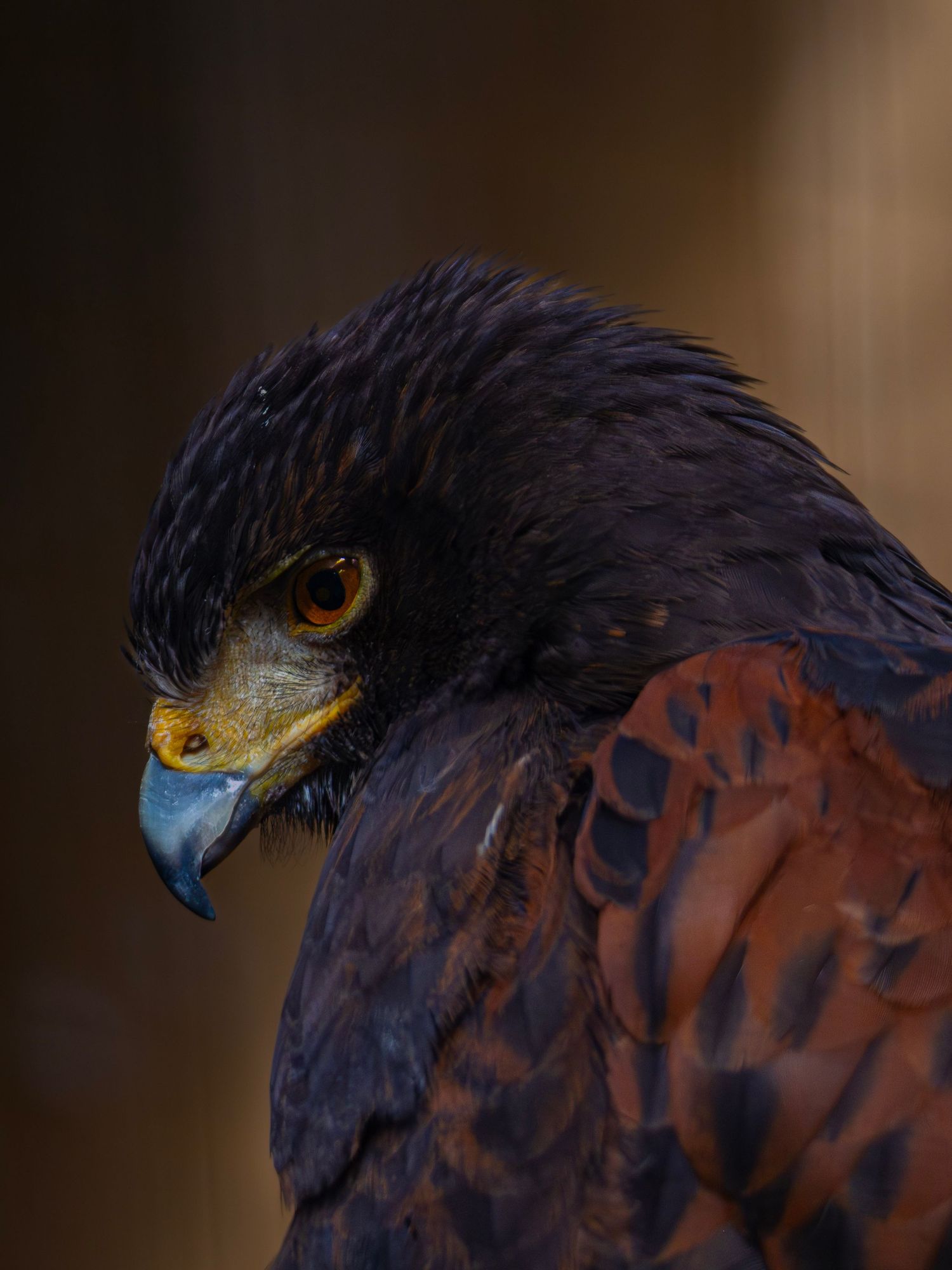 Close-up portrait of a Harris hawk with dark plumage and sharp blue beak. Photo Taken by AJCoatesPhotography
