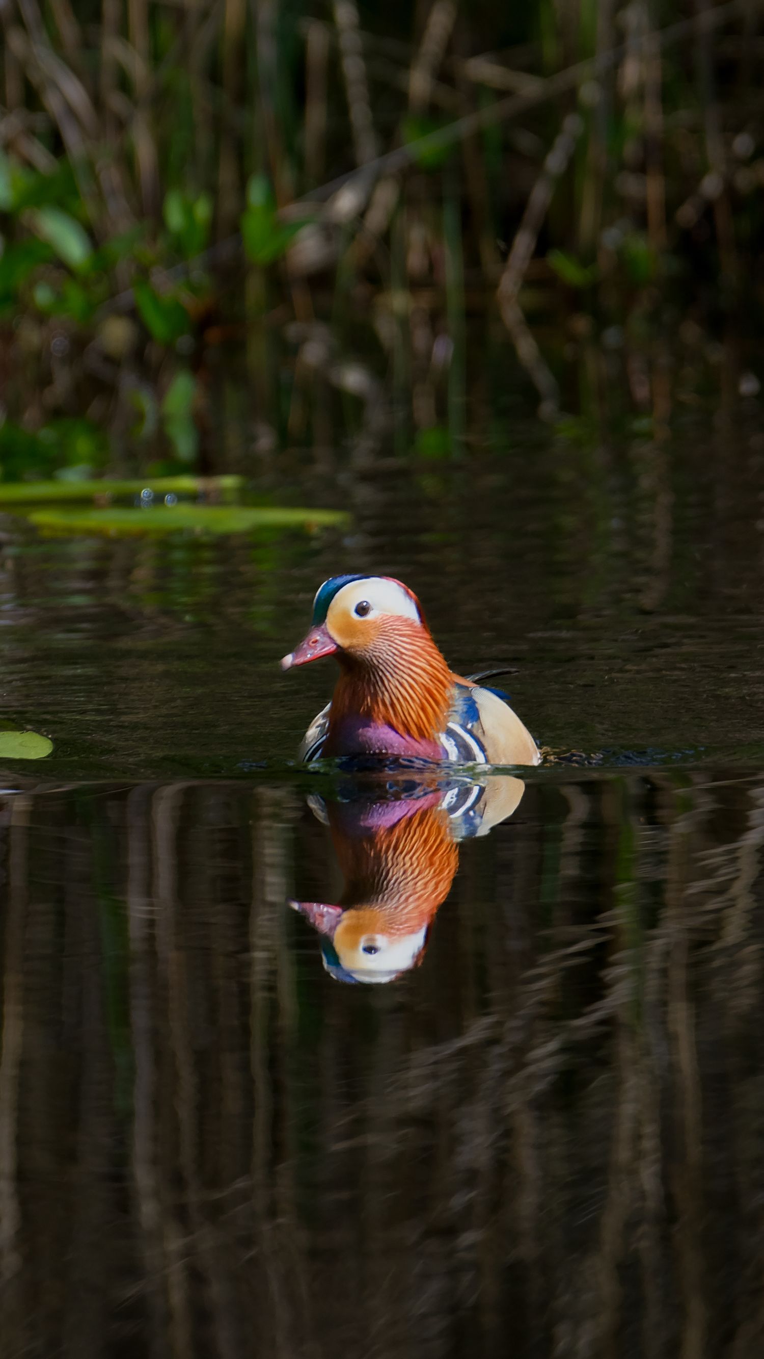 A colorful male mandarin duck floats on calm dark water with a perfect mirror reflection. Taken by AJCoatesPhotography