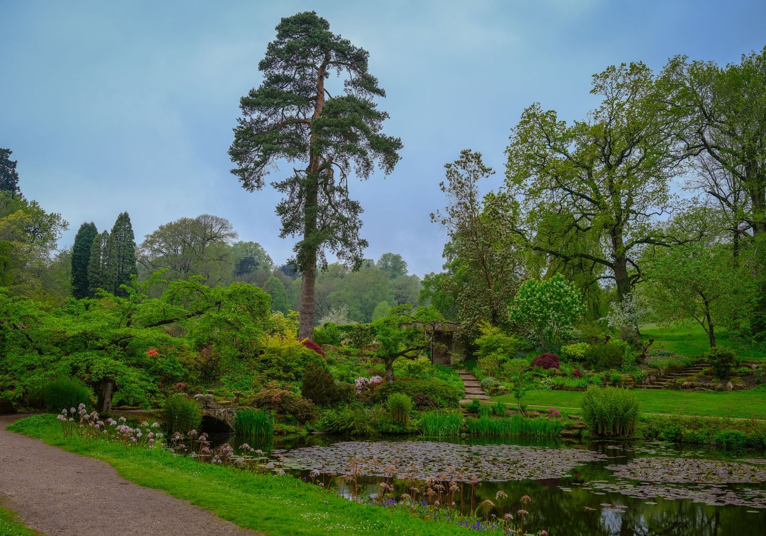 A serene English garden with a tall pine tree, lily pond, and colorful shrubs under cloudy skies. Taken by AJCoatesPhotography