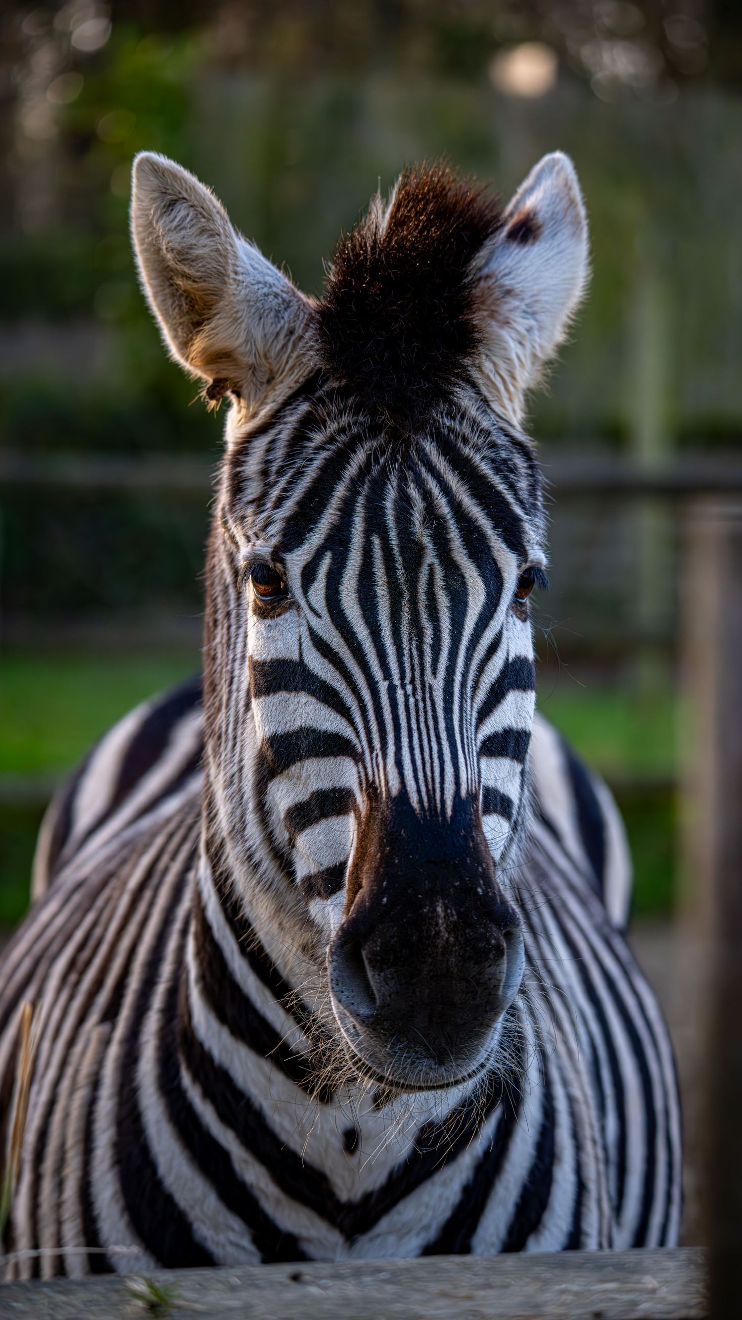 Close-up portrait of a zebra facing the camera, showcasing bold black and white stripes and a dark mohawk mane. Photo Taken by AJCoatesPhoto