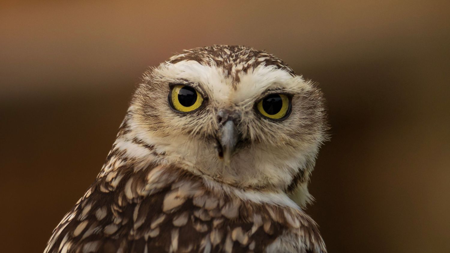 Close-up portrait of a burrowing owl with striking yellow eyes and speckled brown feathers. Photo Taken by AJCoatesPhotography