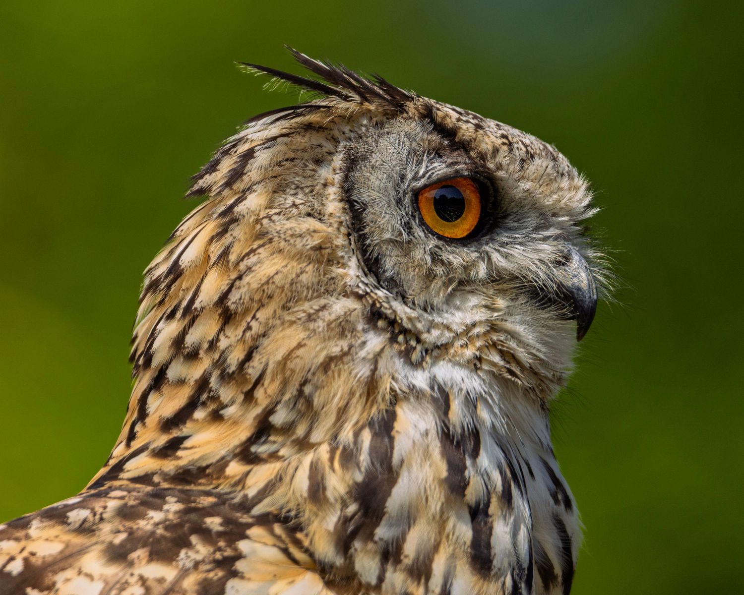 Close-up portrait of a European eagle owl with striking orange eyes. Photo Taken by AJCoatesPhotography