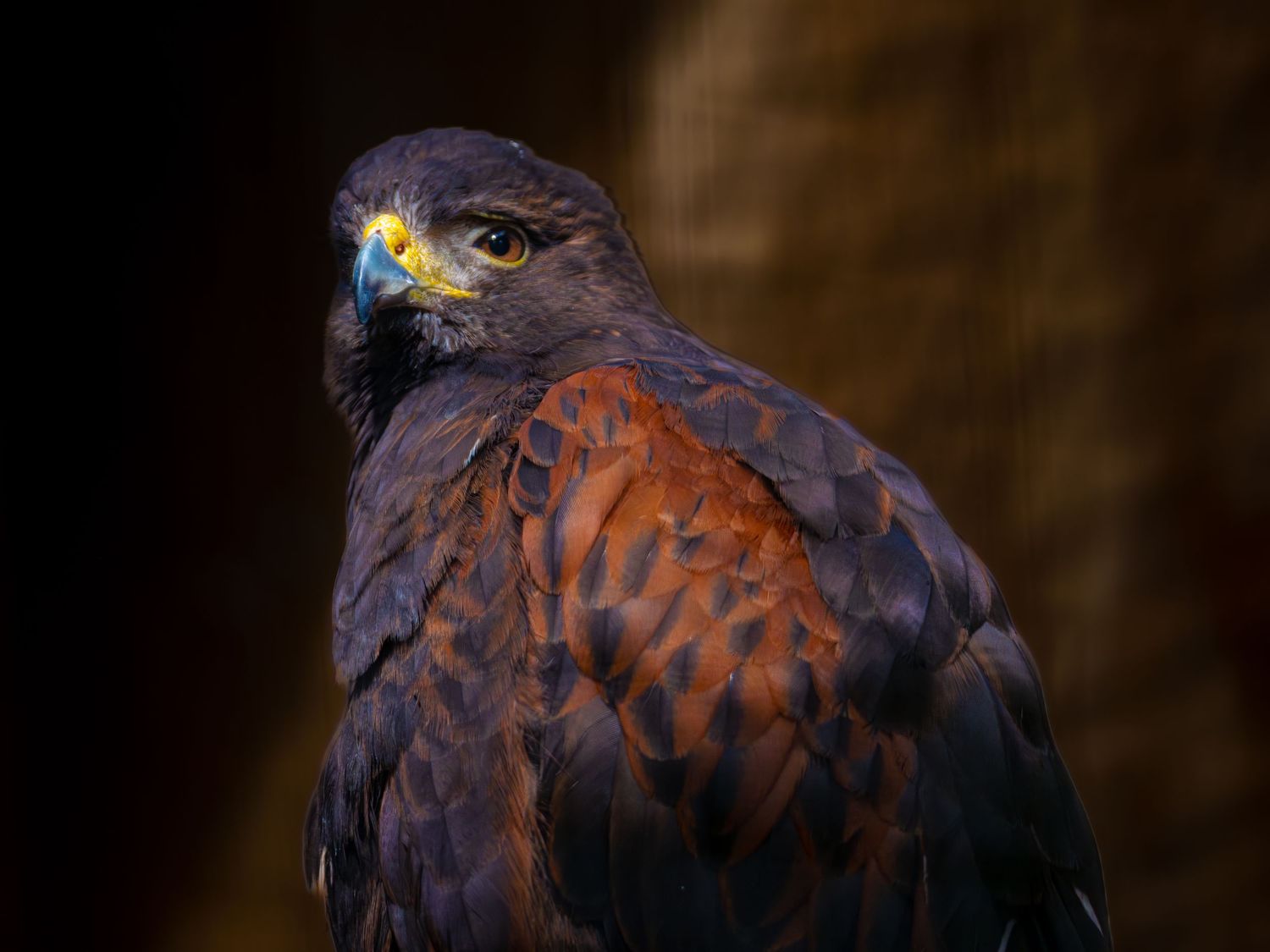 A Harris hawk gazes regally with a sharp yellow beak and rich chestnut and dark blue plumage. Taken by AJCoatesPhotography