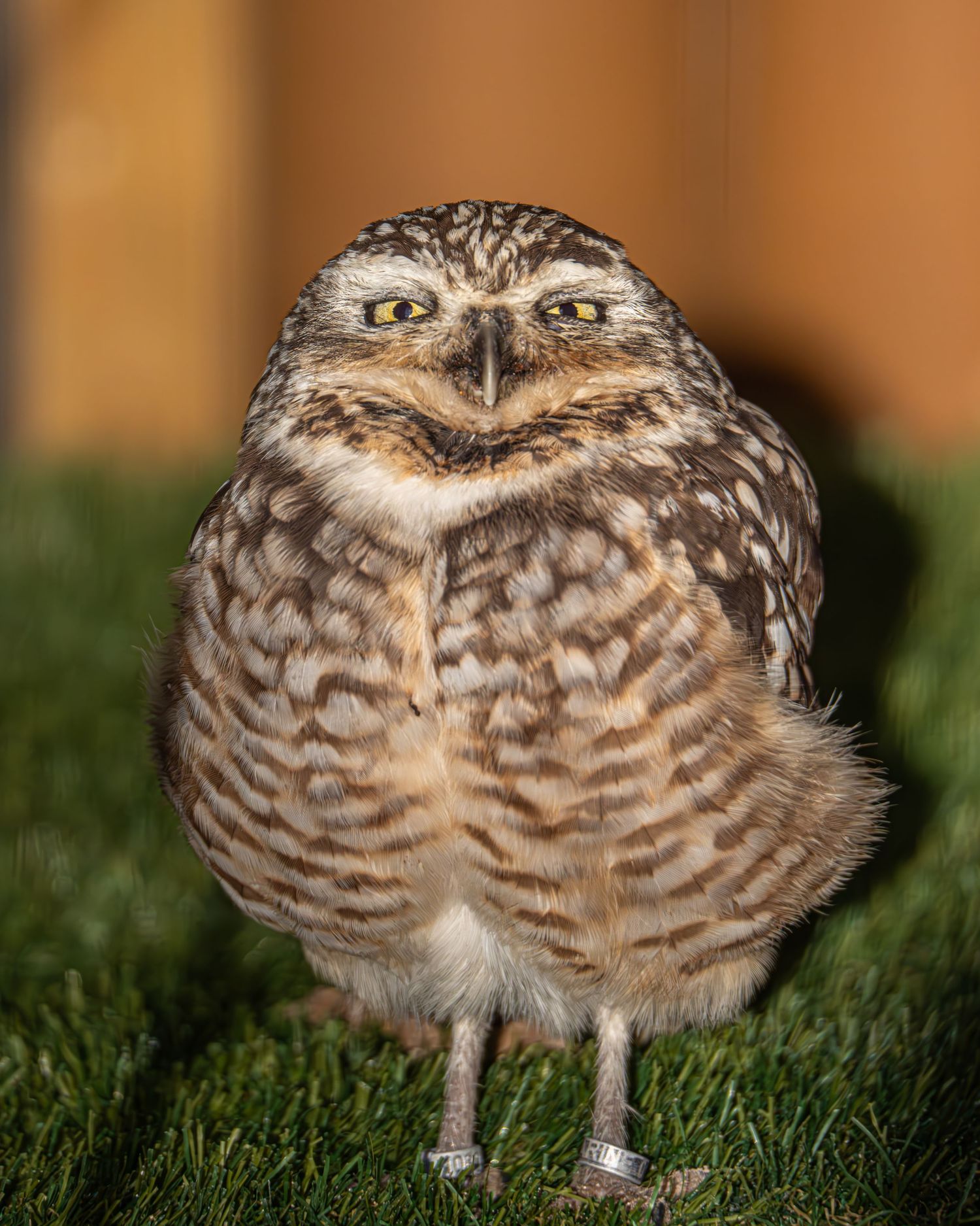 A burrowing owl stands on green grass, staring forward with bright yellow eyes and speckled brown plumage. Photo Taken by AJCoatesPhotograph