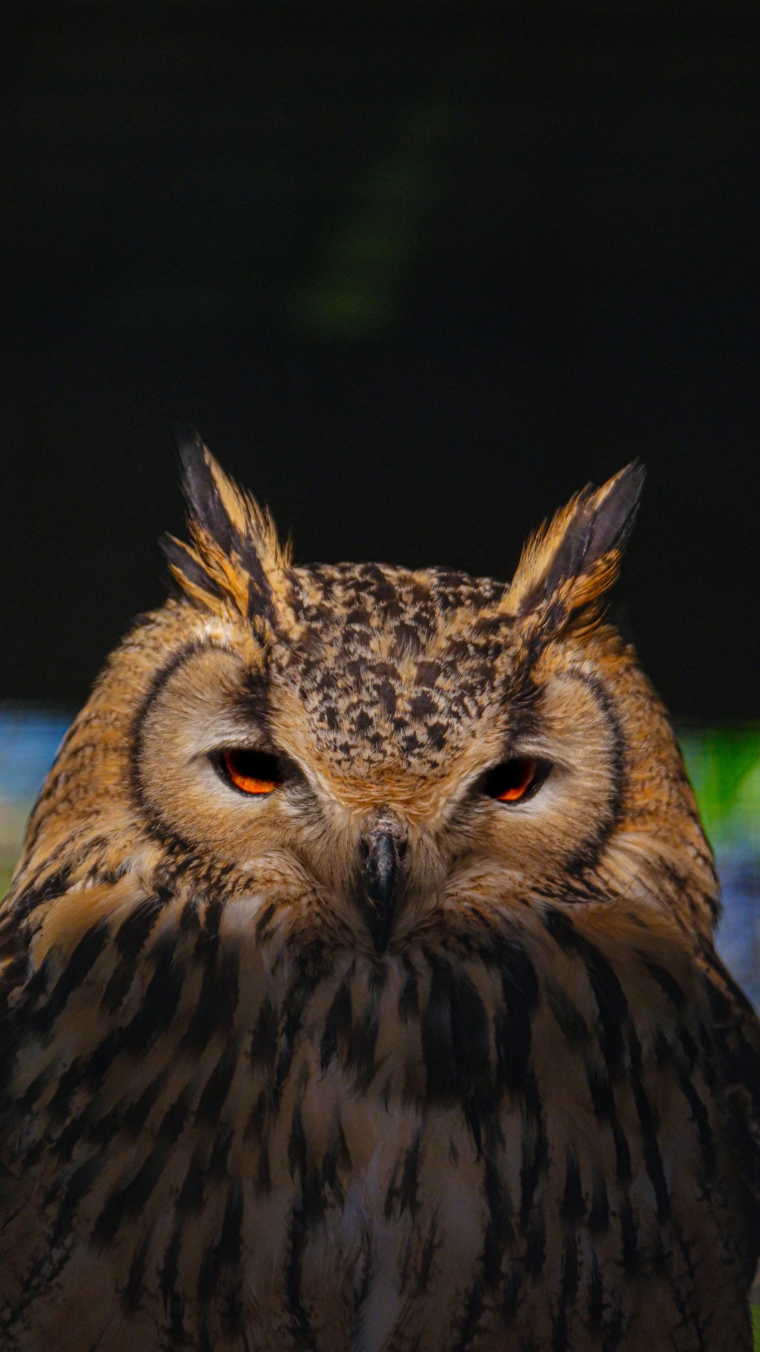 A majestic Eurasian eagle-owl stares intensely with vivid orange eyes against a dark background. Taken by AJCoatesPhotography