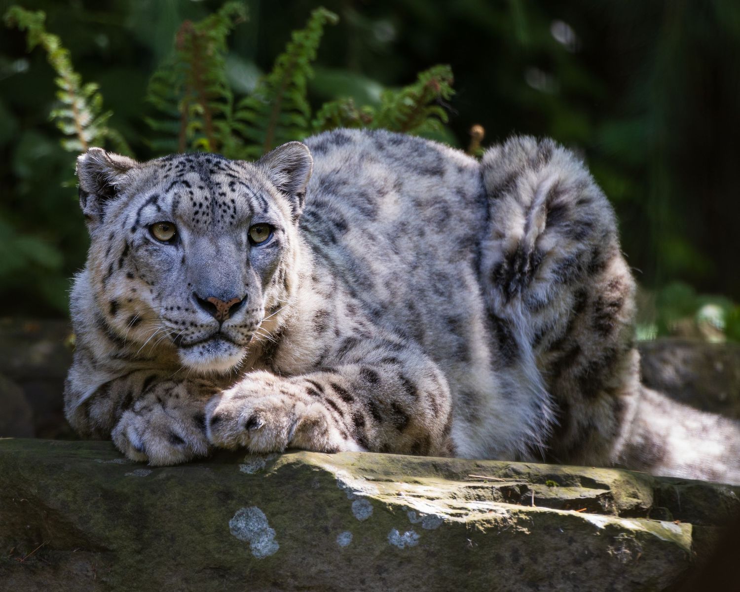 A snow leopard lies on a mossy rock surrounded by green ferns in a shaded habitat. Taken by AJCoatesPhotography