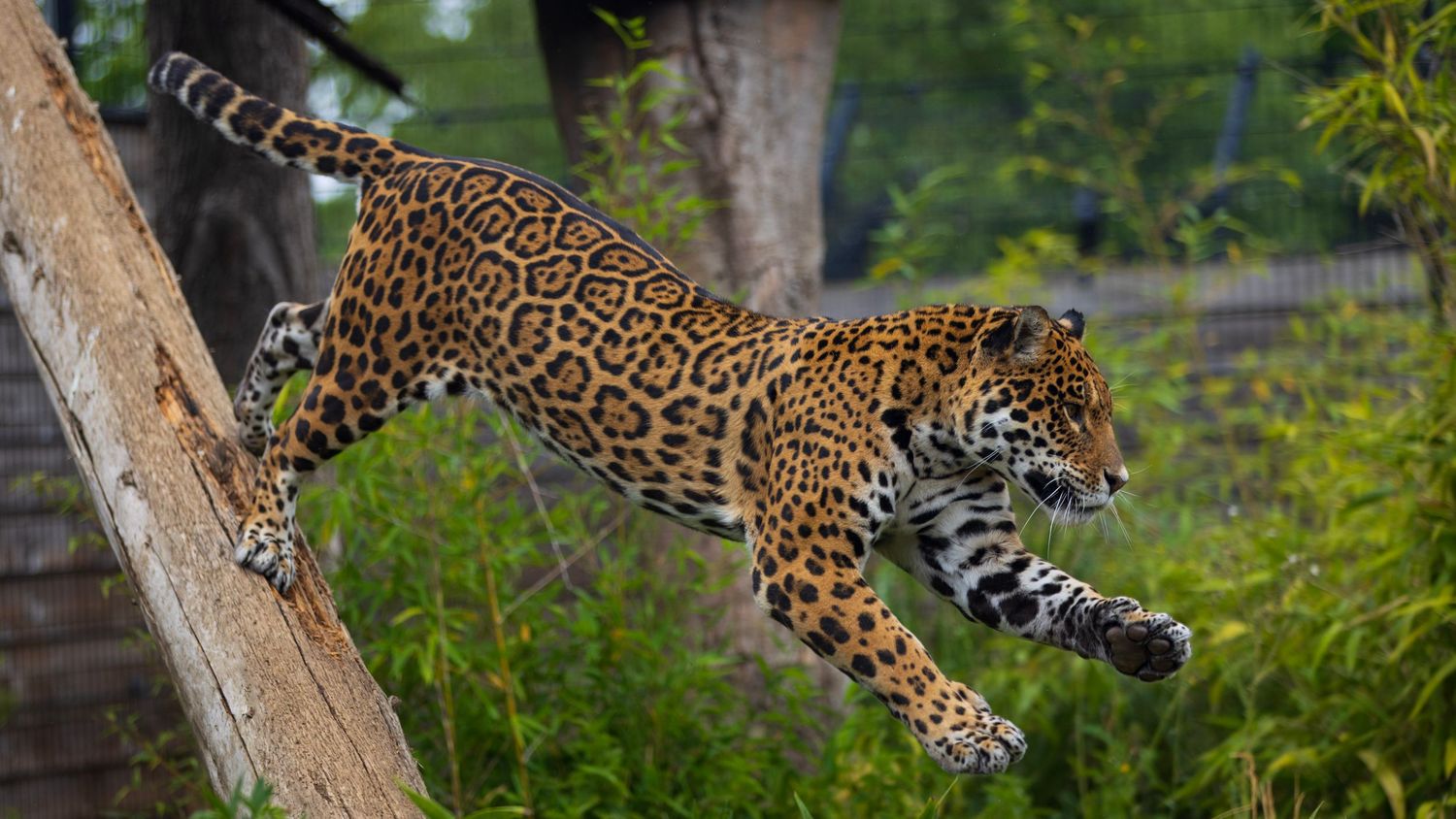 Powerful jaguar with spotted coat leaps dynamically from a tree trunk in green enclosure. Photo Taken by AJCoatesPhotography