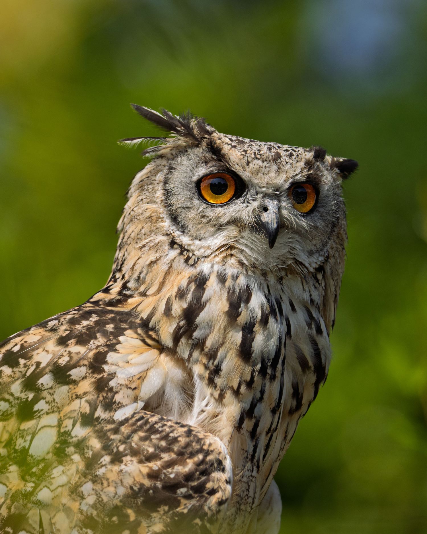 Great horned owl with striking amber eyes and brown speckled plumage against green bokeh background. Taken by AJCoatesPhotography