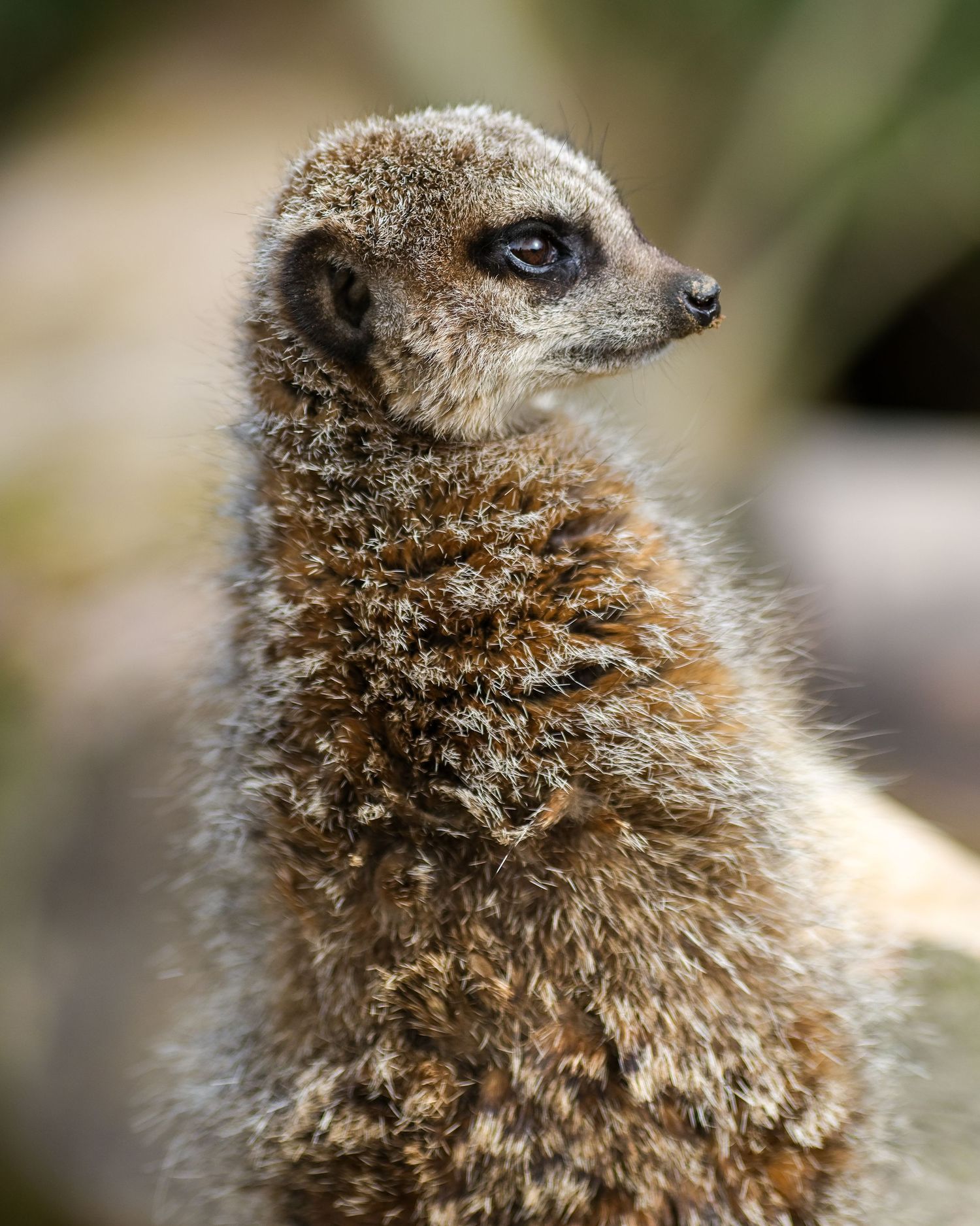A meerkat stands upright in profile, showing its fluffy textured fur coat in a natural outdoor setting. Taken by AJCoatesPhotography