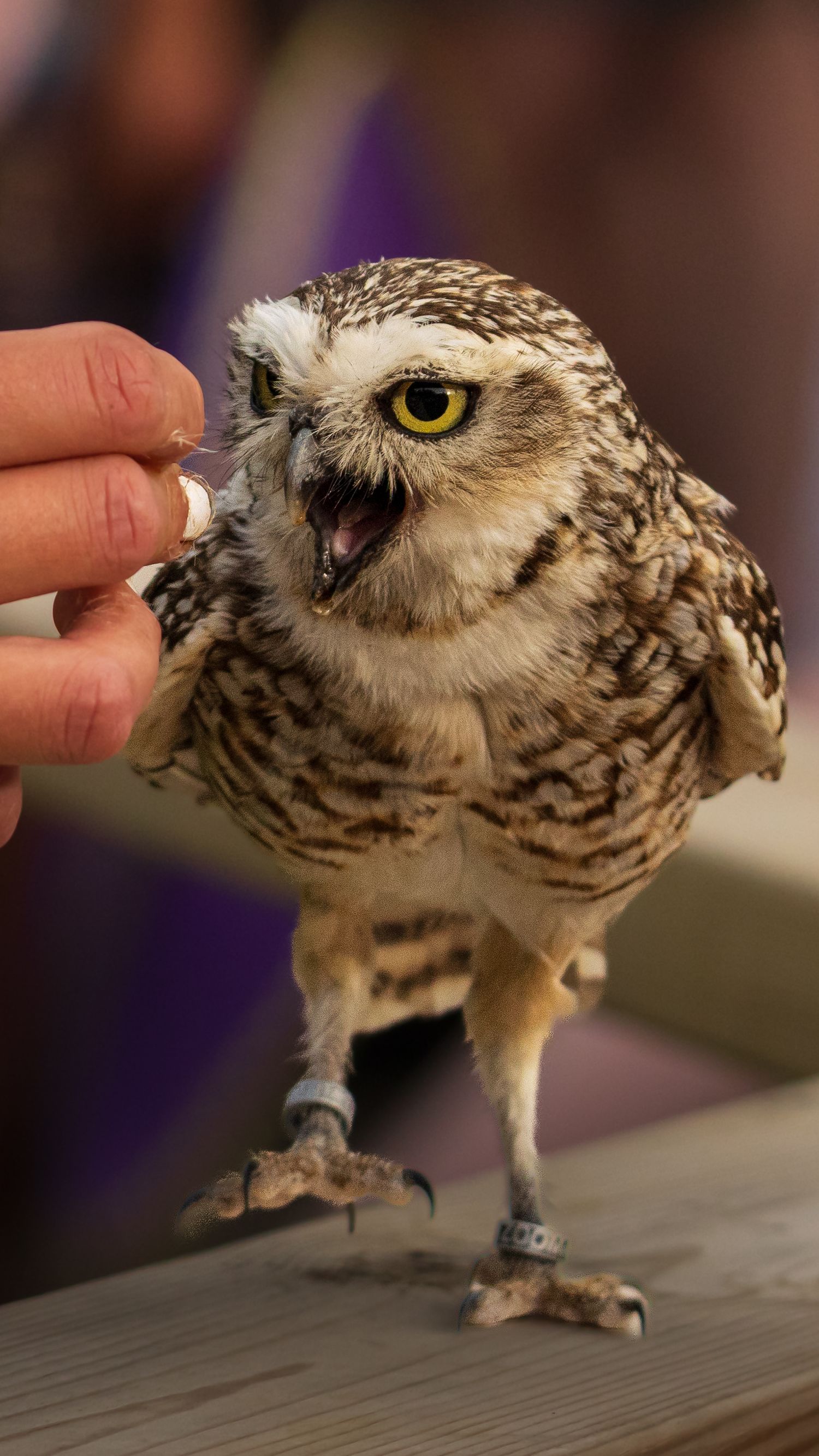 A small burrowing owl with a yellow eye opens its beak as a hand offers it food. Taken by AJCoatesPhotography