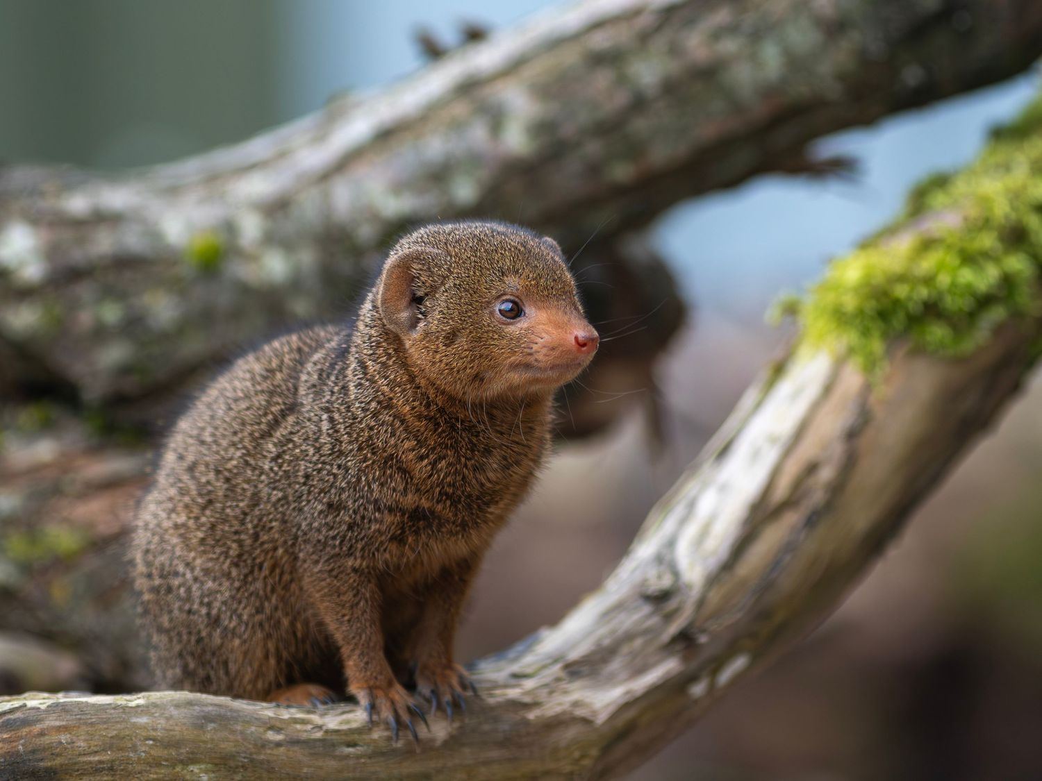 Small dwarf mongoose perched on mossy woodland branch in natural habitat. Photo Taken by AJCoatesPhotography