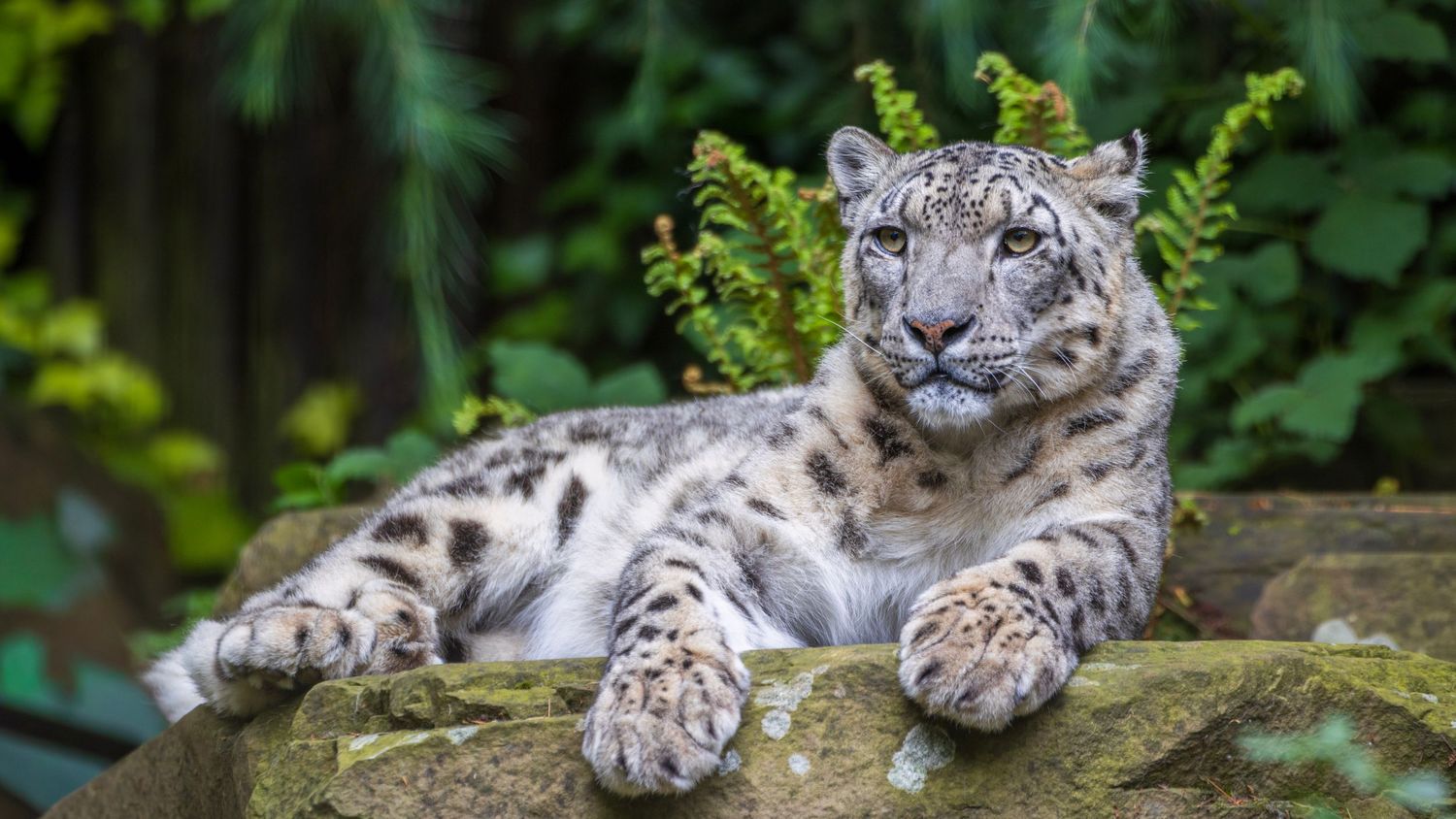 Majestic snow leopard with spotted white fur rests on a mossy rock in lush greenery. Photo Taken by AJCoatesPhotography