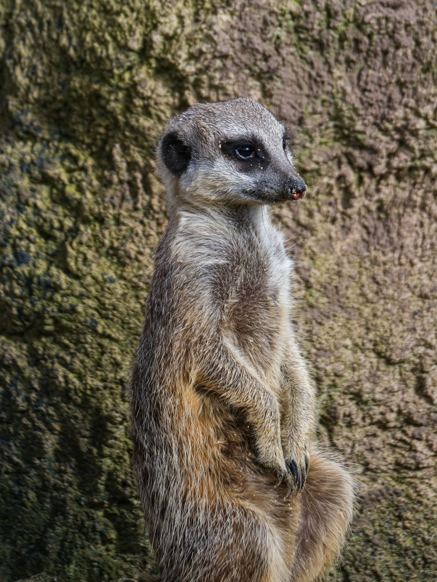 A meerkat stands upright on its hind legs against a rocky background, alert and watchful. Taken by AJCoatesPhotography