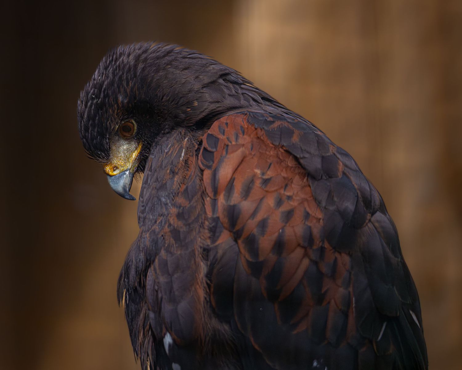 A Harris hawk tucks its head into its dark brown and chestnut feathers against a warm blurred background. Taken by AJCoatesPhotography
