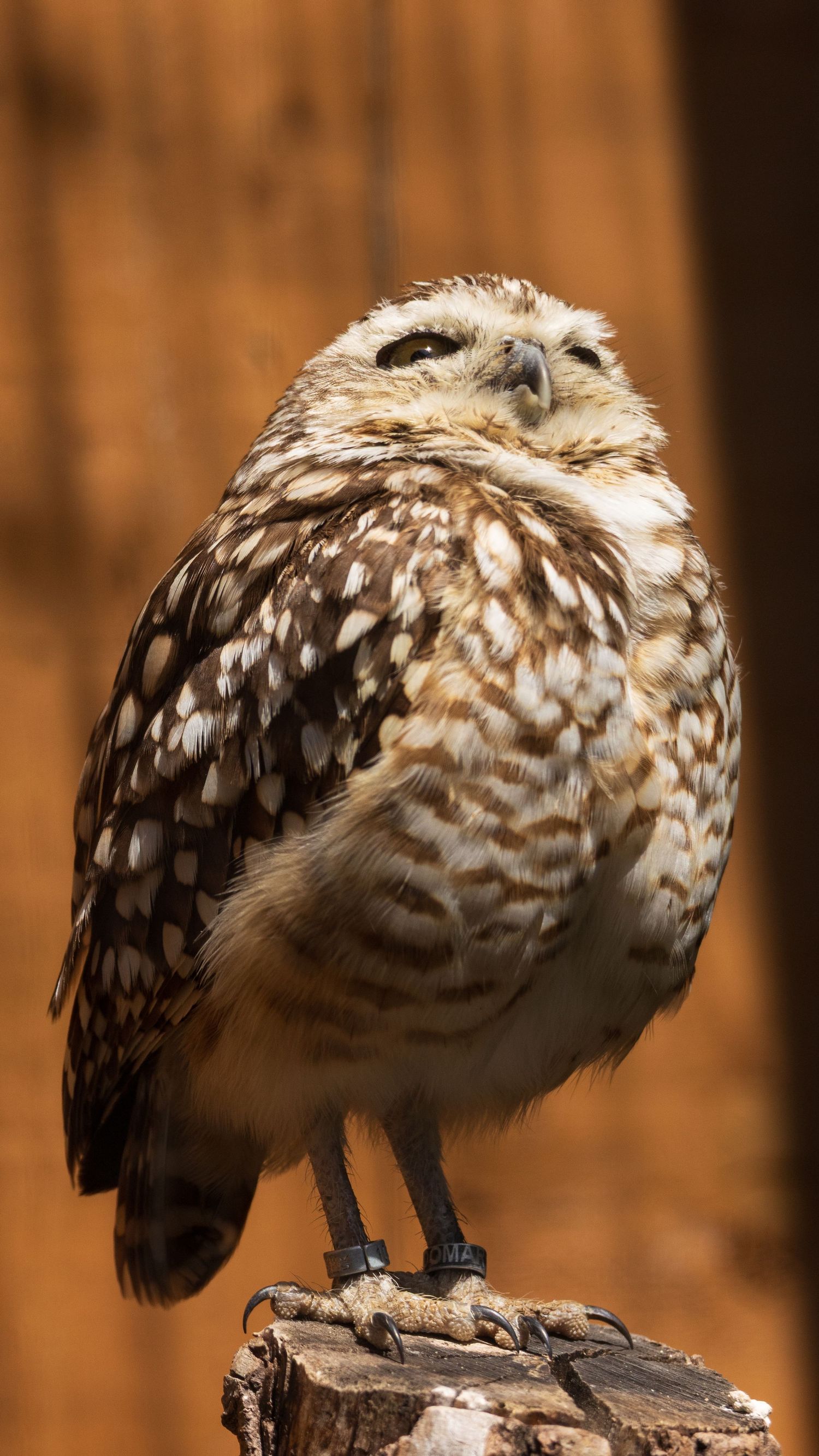 Burrowing owl with speckled brown and white feathers perched on wooden post in warm sunlight. Taken by AJCoatesPhotography